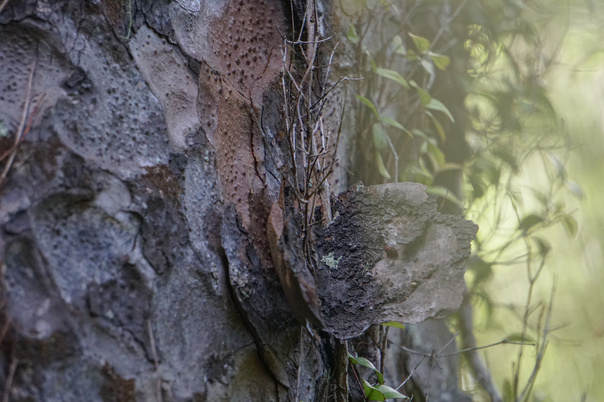 A piece of bark holding on to the trunk of a kauri, Warawara ngahere.Photograph by M. H.