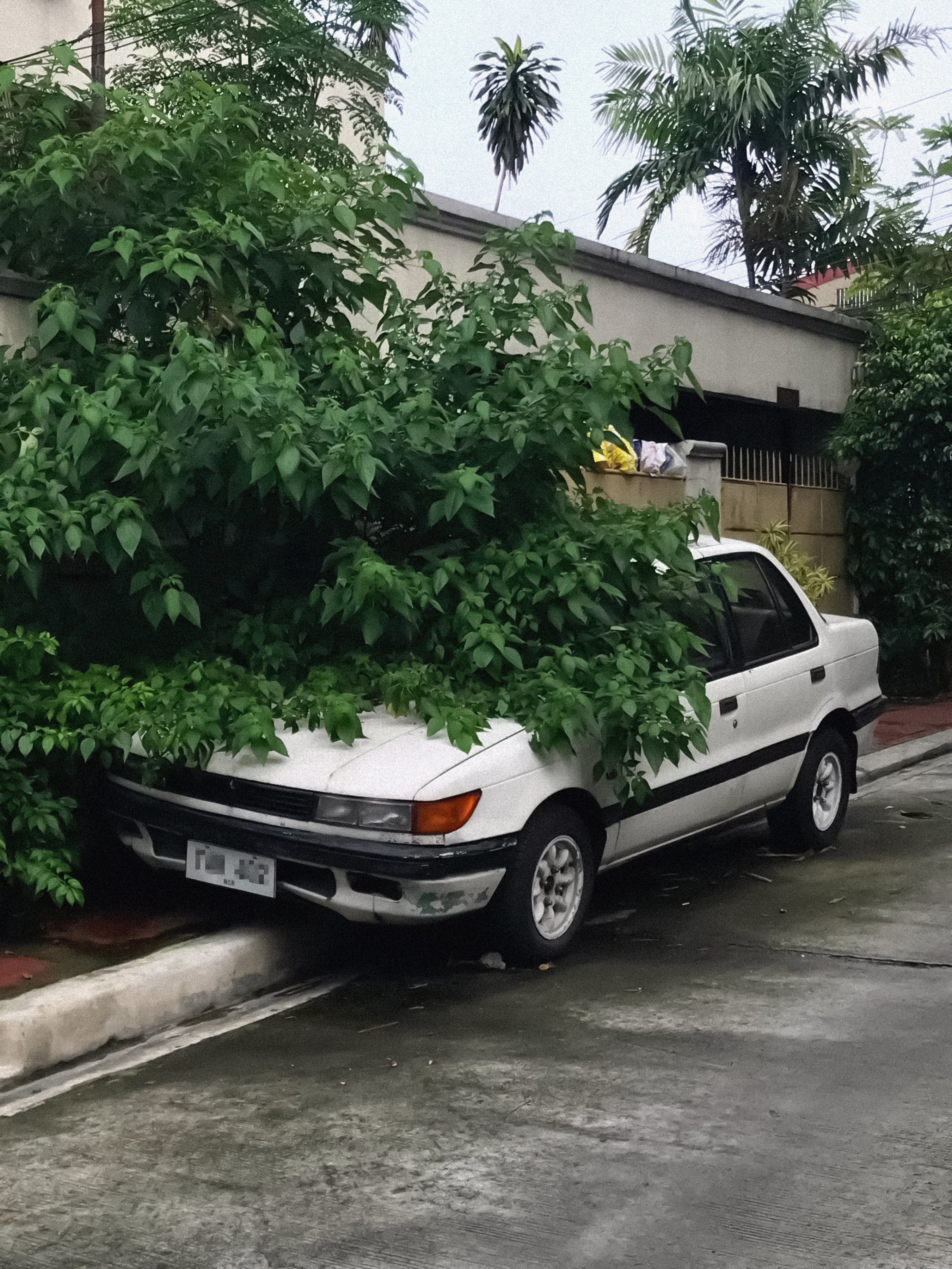 Tree on car on sidewalk⚲ Quezon City, Metro Manila