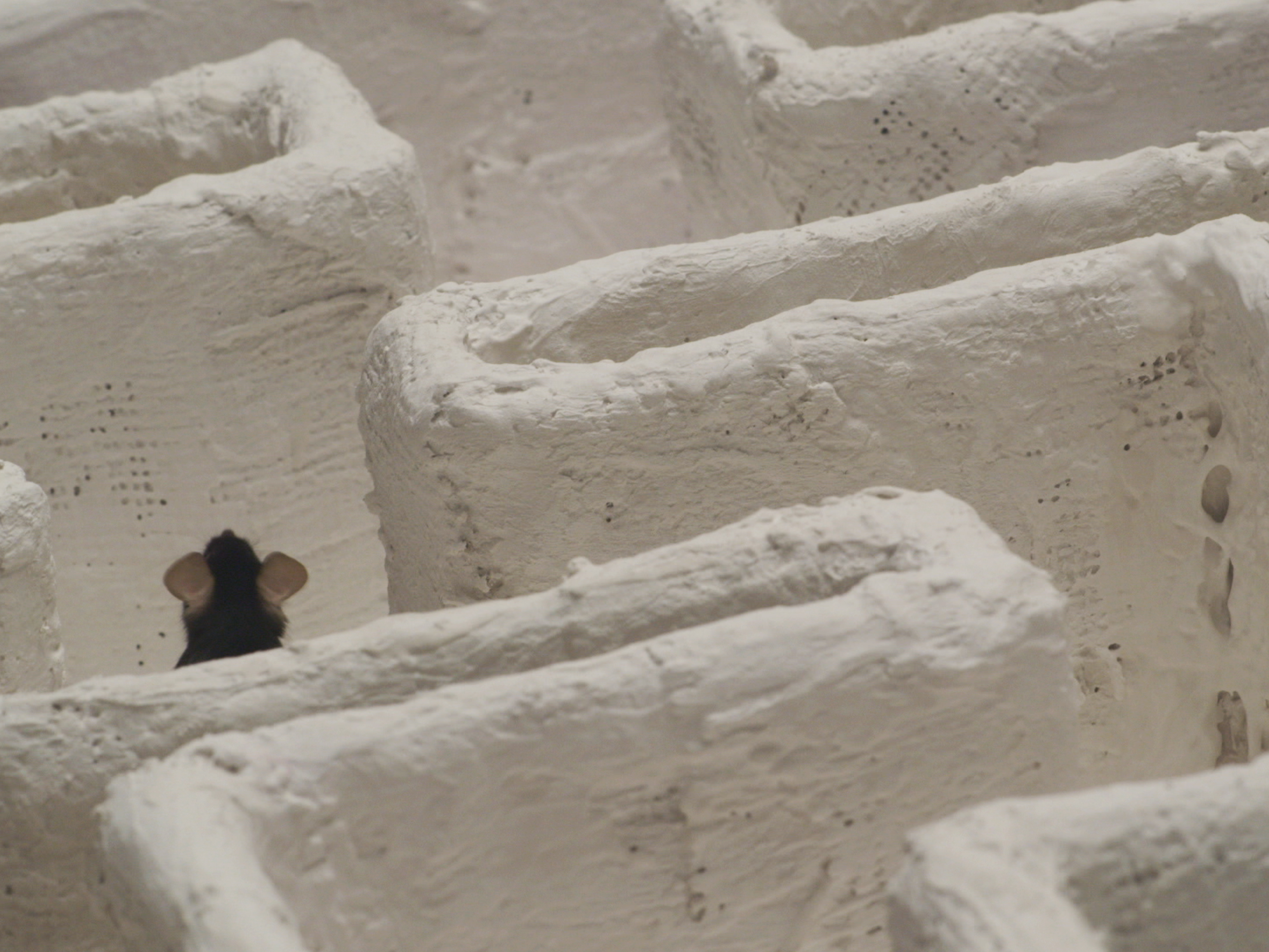 Micies, 2015. HD video: color, silent, approx. 20 minutes