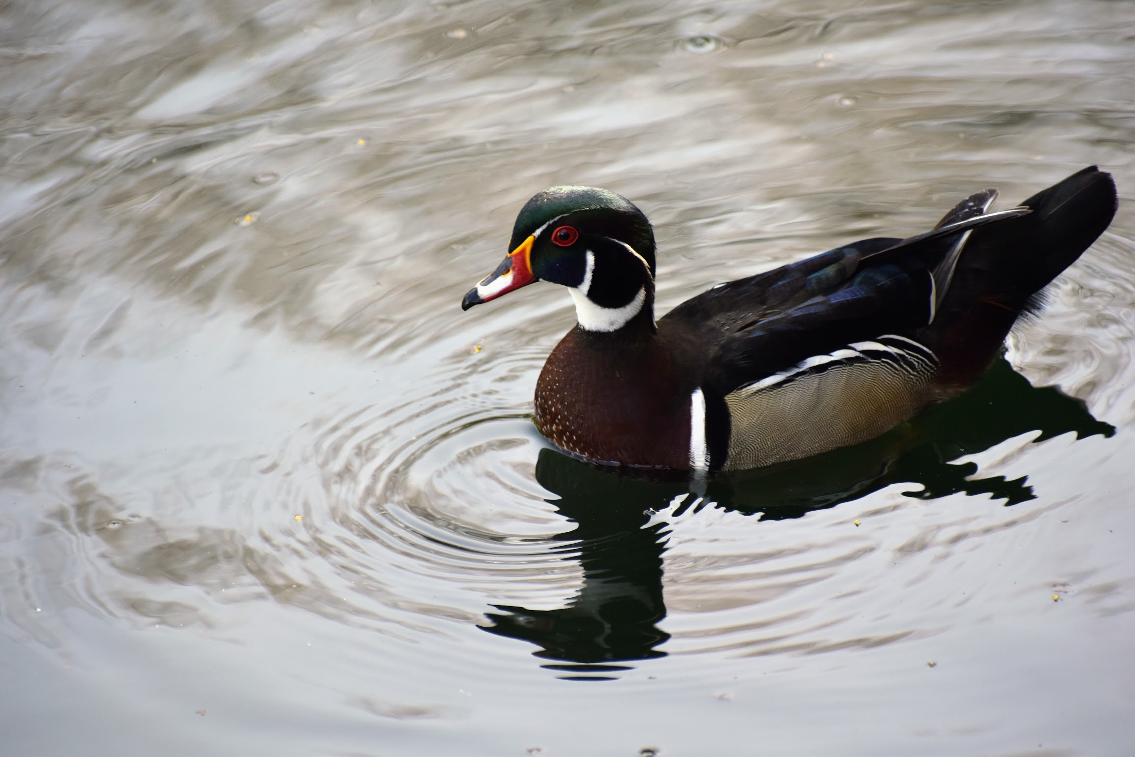 Wood Duck, San Francisco, CA