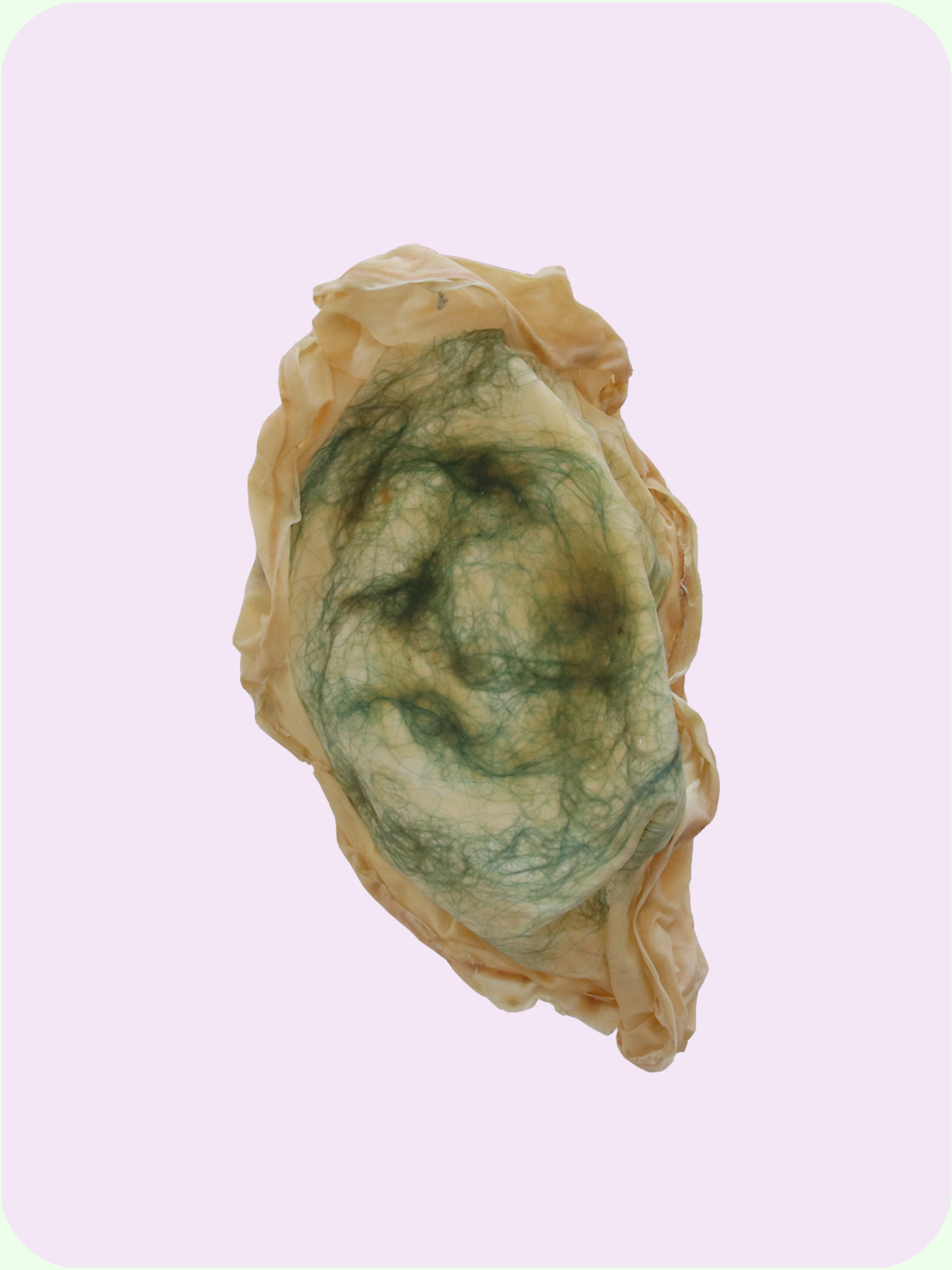 latex experiment  39.2 x 30.6 x 4.5 cm  [latex, hair] 