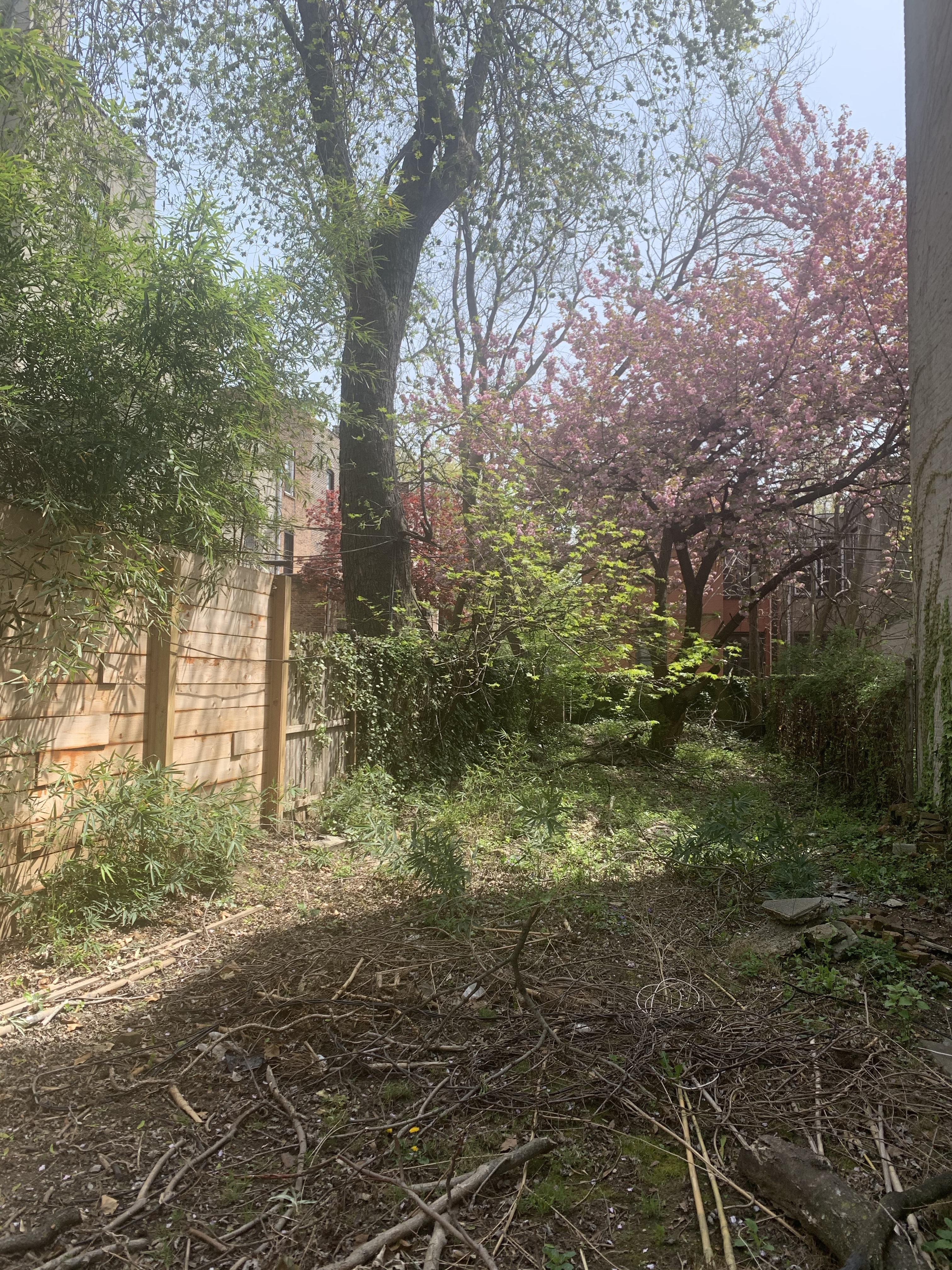 The garden to-be in my new apartment.