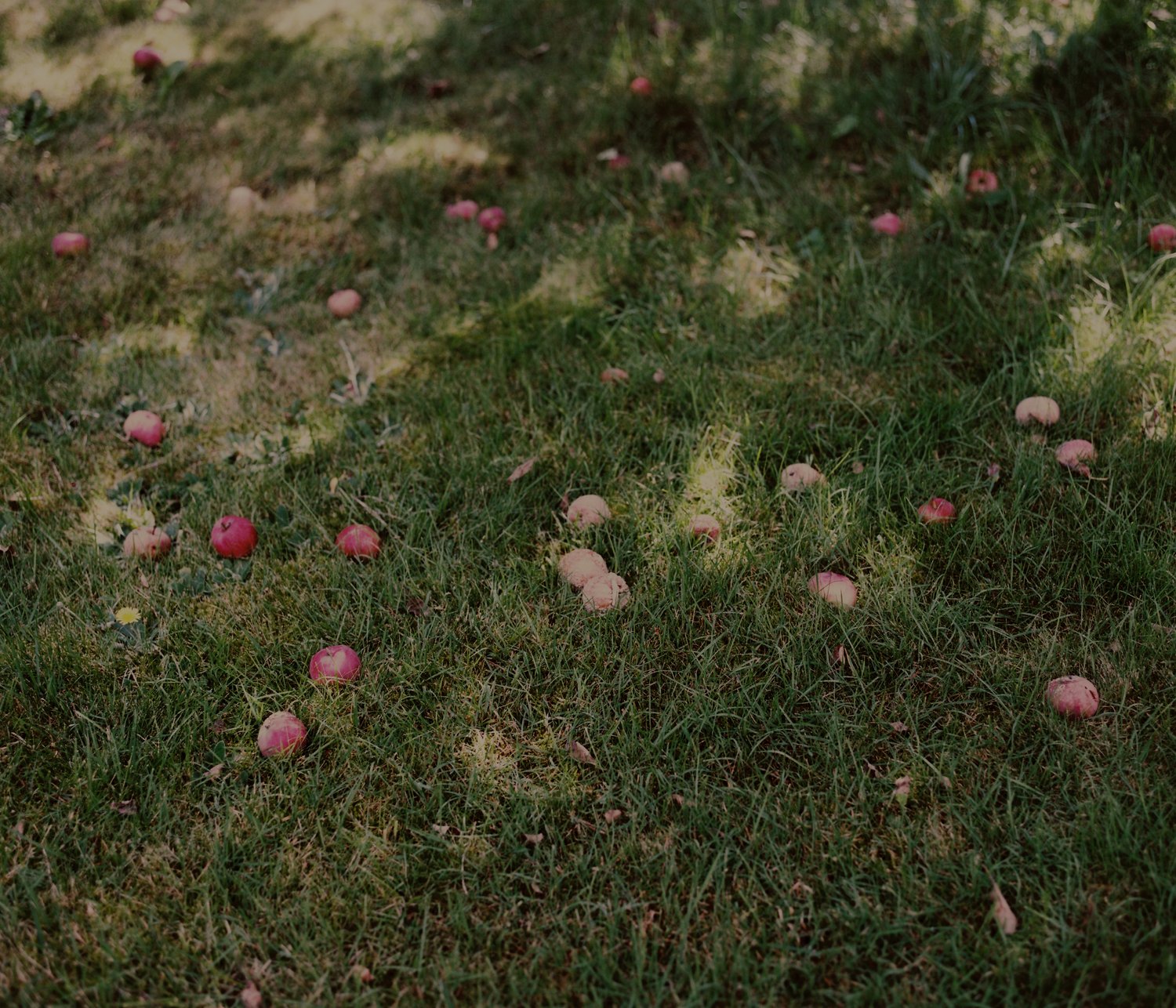 Rotten apples in the garden. Opole, Poland, 2021