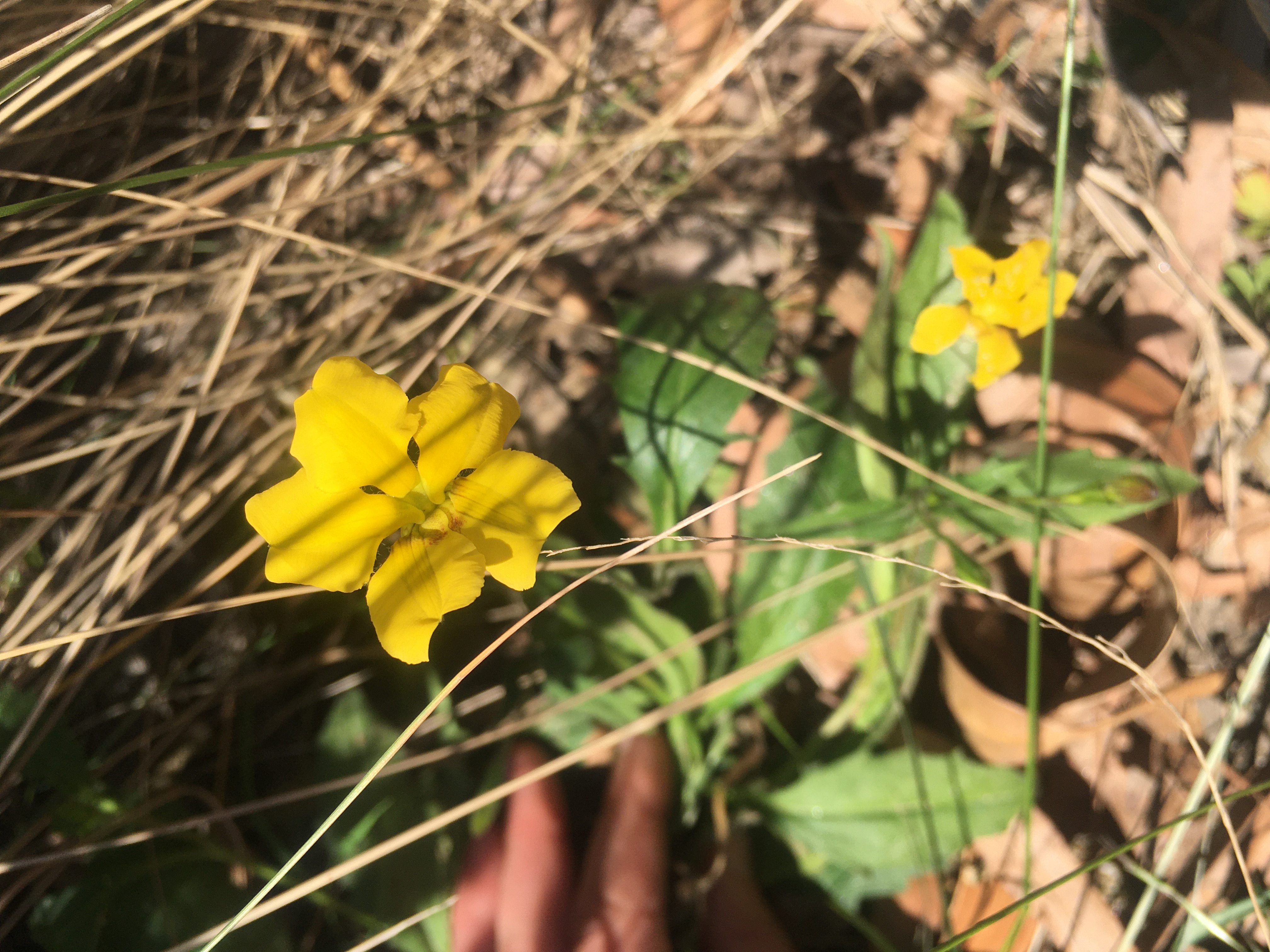 Lanky goodenia (Goodenia elongata)