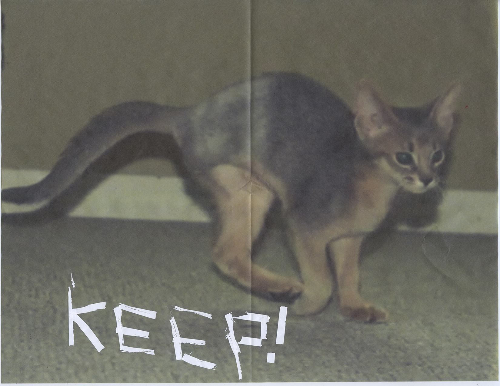 folded piece of paper with an image of a three-legged kitten on it; the word "KEEP!" written in white-out