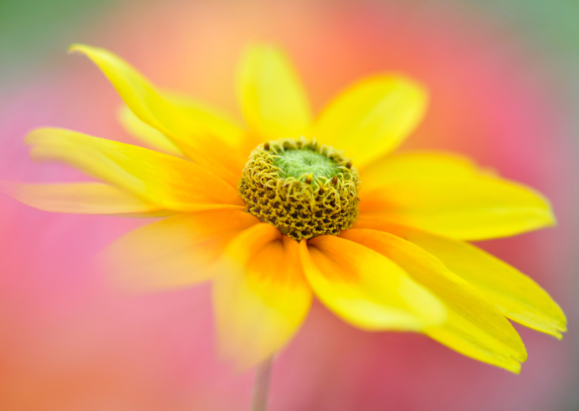 Nr. 293 Heliopsis / Sonnenauge