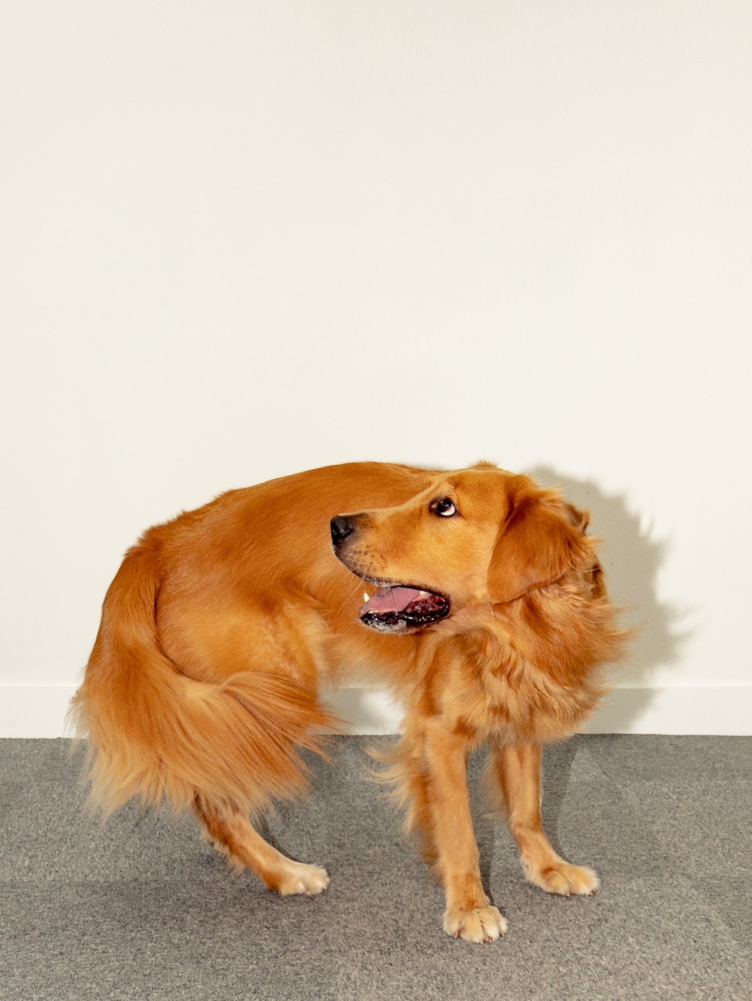 OneDegree Pet Insurance