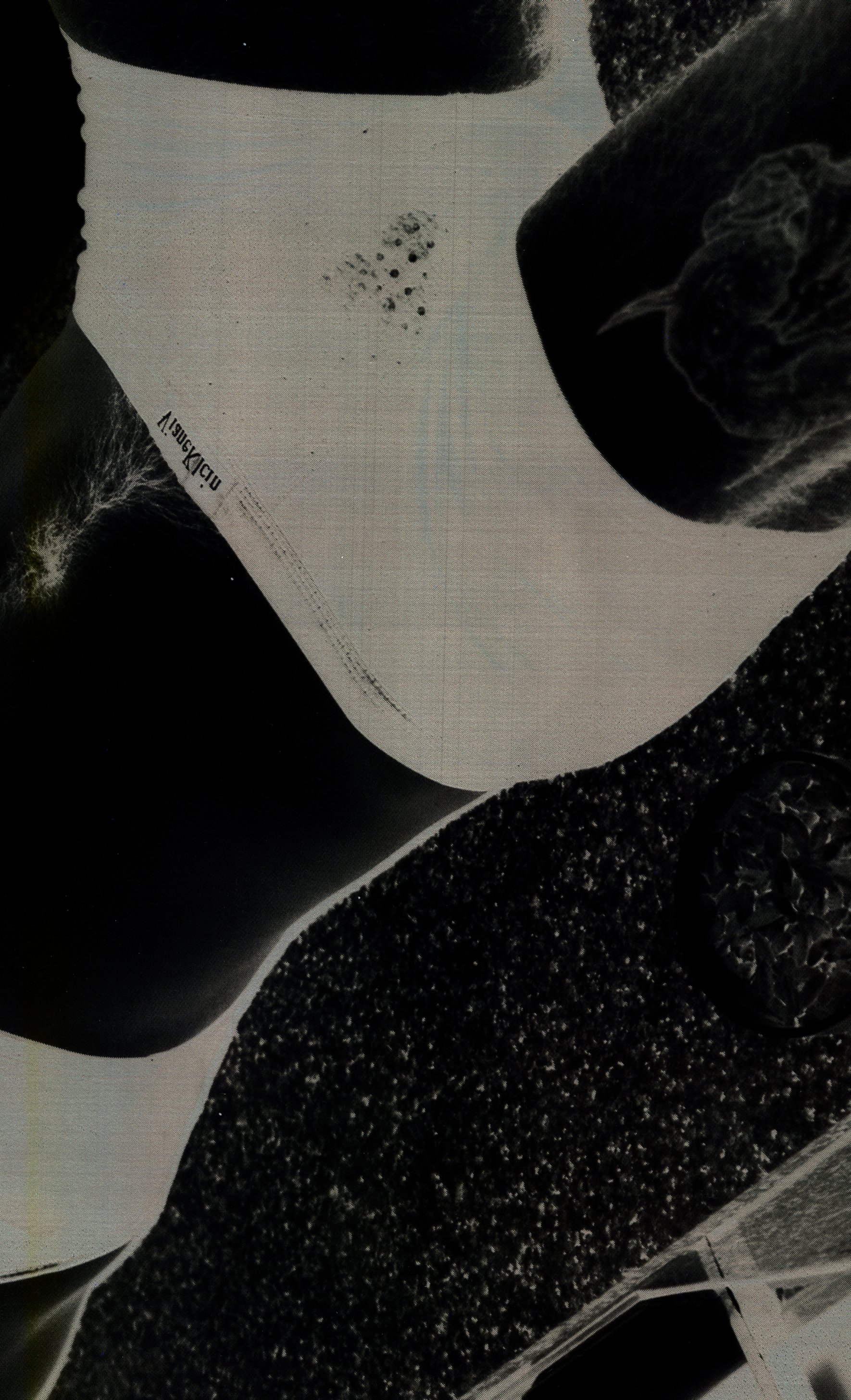 film transparency scan, 8 x 10 in. 2025.