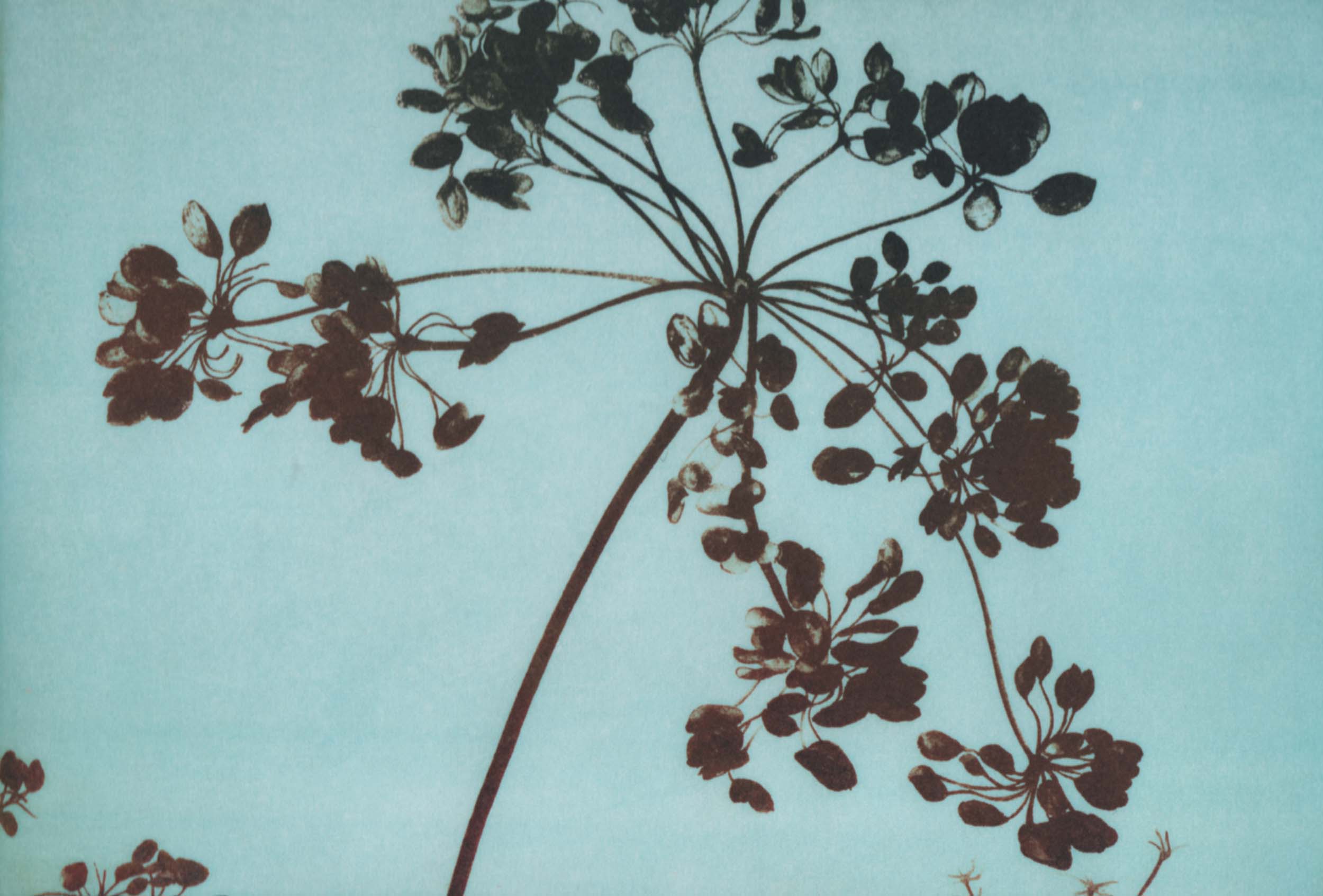 Heracleum stripped bare in winter