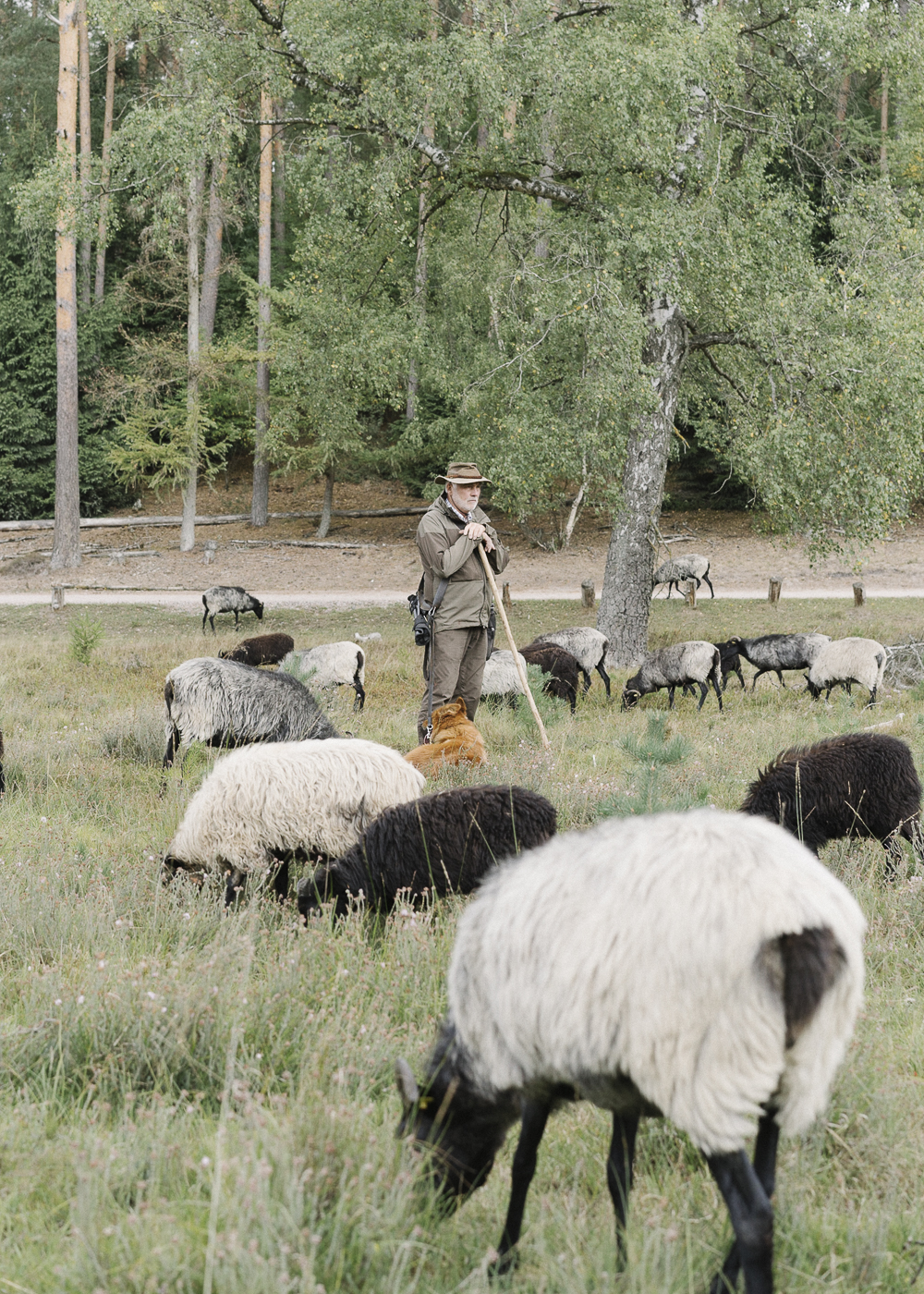 Ekkehard von Hörsten, shepherd, 2018