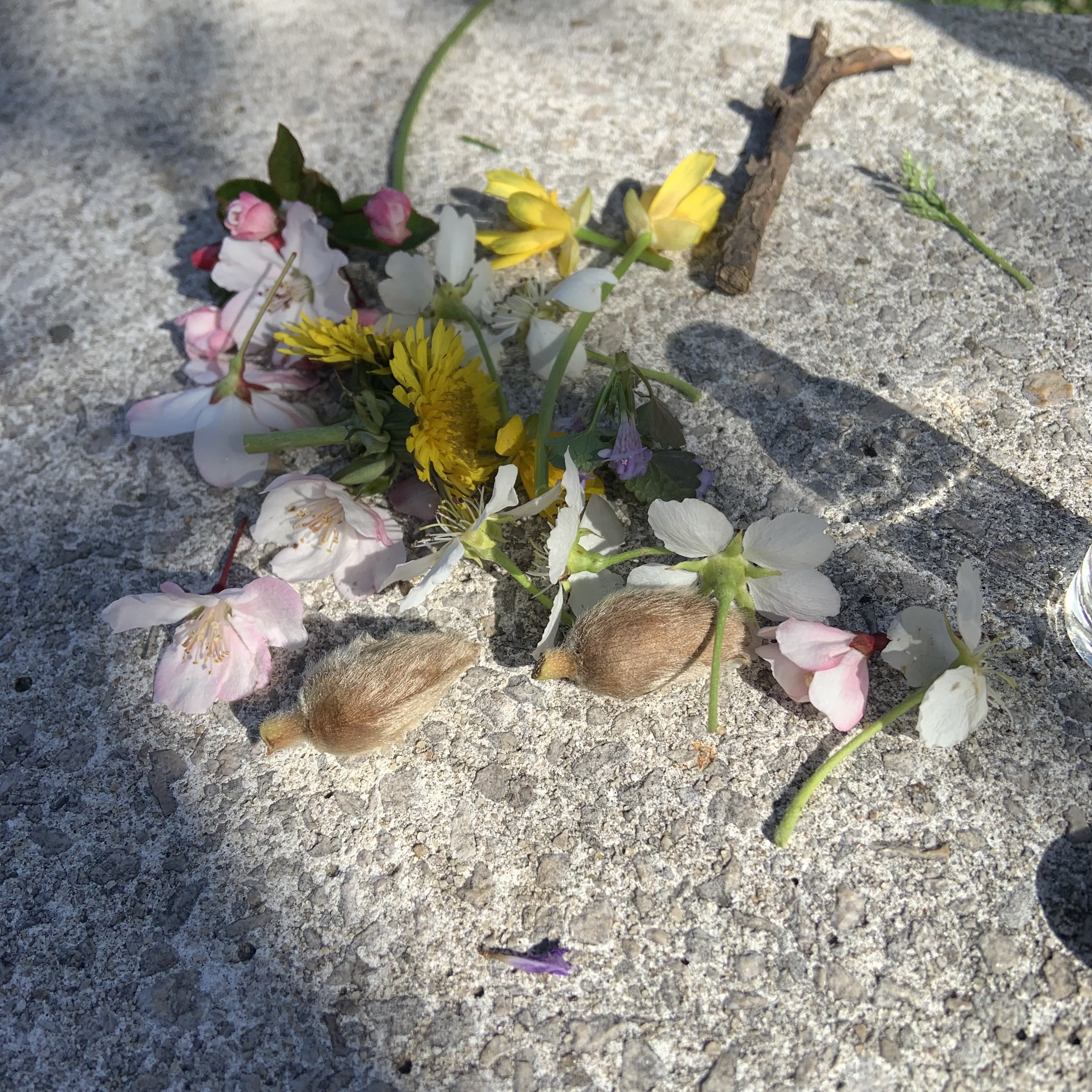 Using botanicals from the Brooklyn Botanic Garden, we create a perfume that portrays a character through scent.