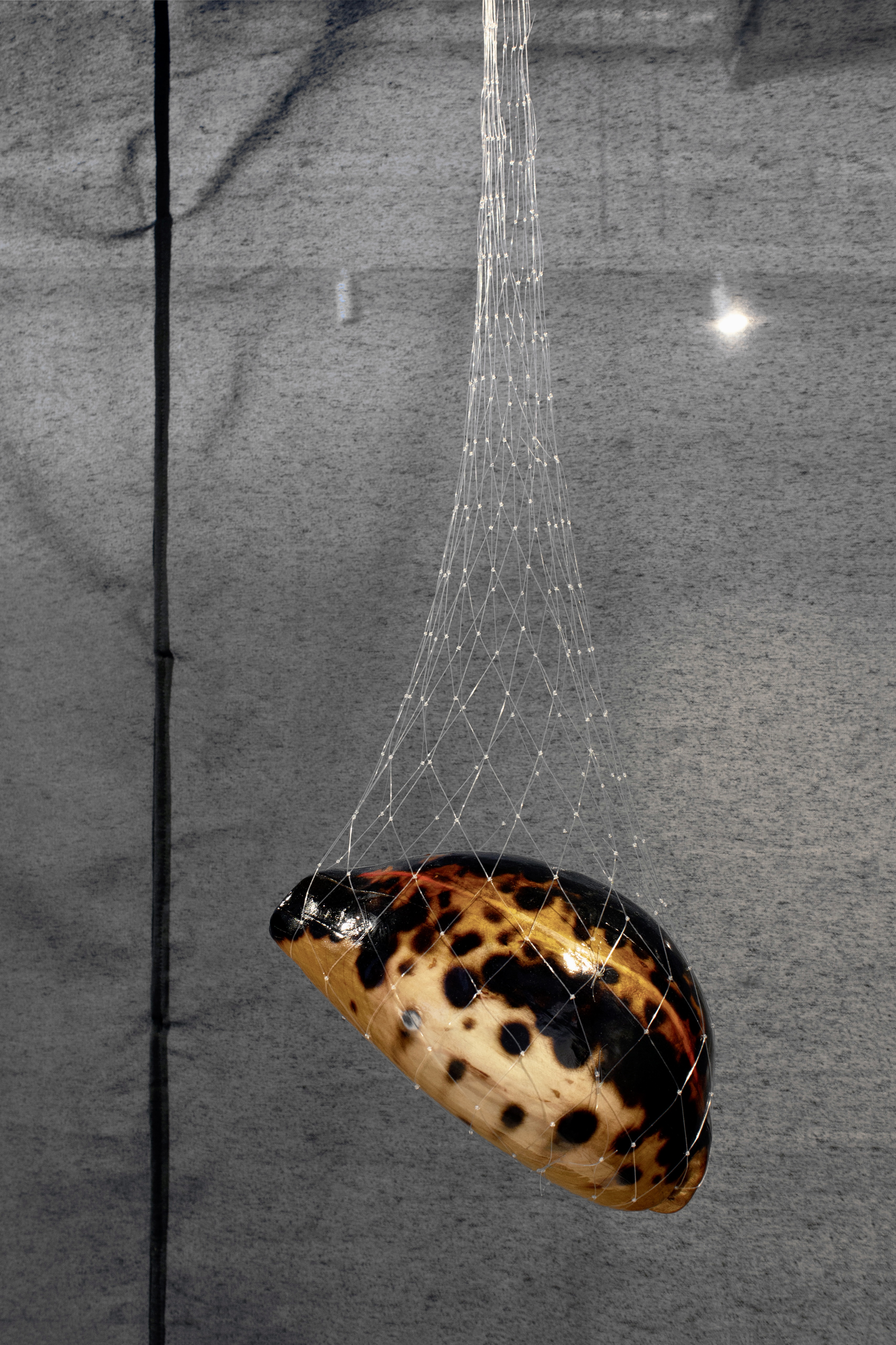 Globetrotter 3, 2025. Aspen, stain, varnish and nylon net.