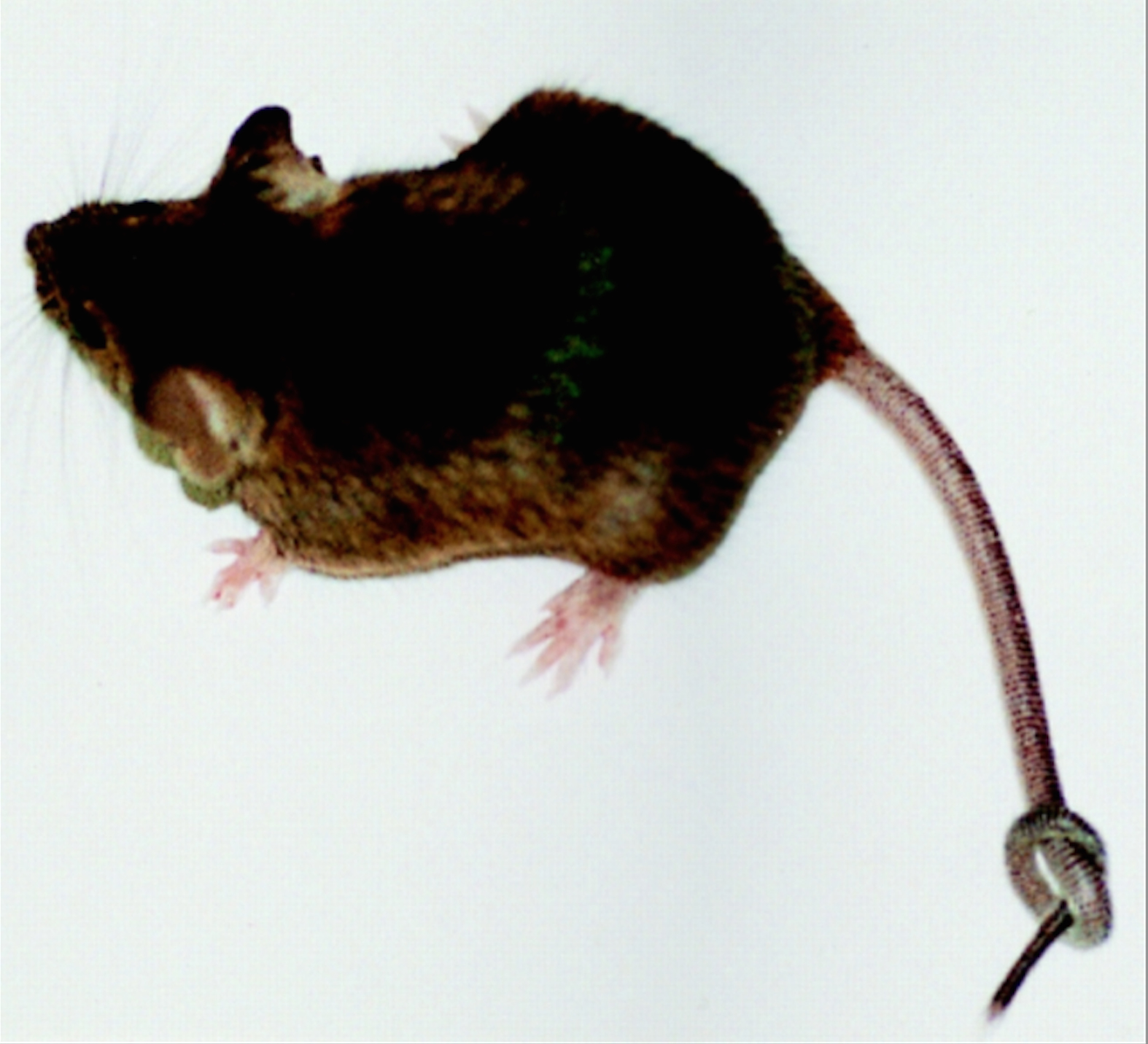 Micies, 2015. HD video: color, silent, approx. 20 minutes