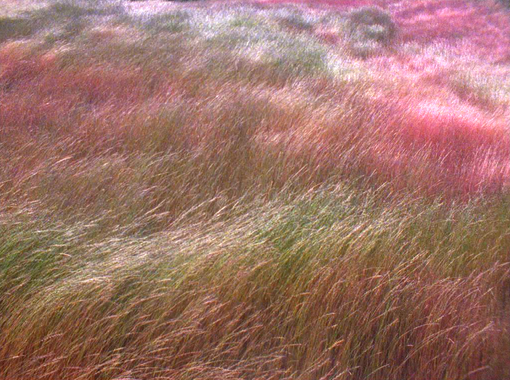 At Any Given Moment, Grass 2 with Burnt Wood, 2010. Installation view at Williamson Gallery, Pasadena, California. Video projection size: 21’ 8” x 8’ 11”. Duration: 9 min. 20 sec. Continuous loop. (still frame)