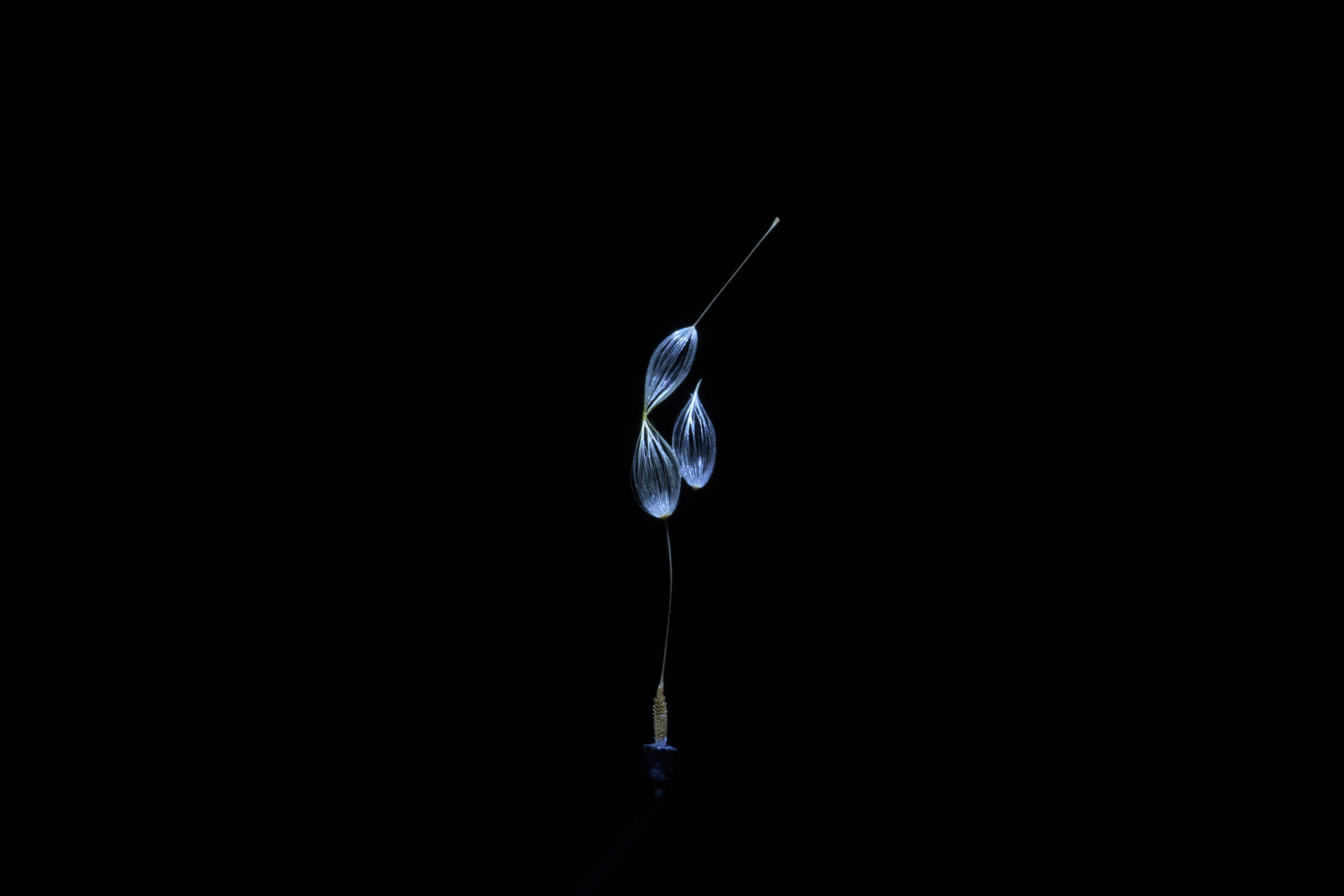 watage20180920  33×10×3(mm)