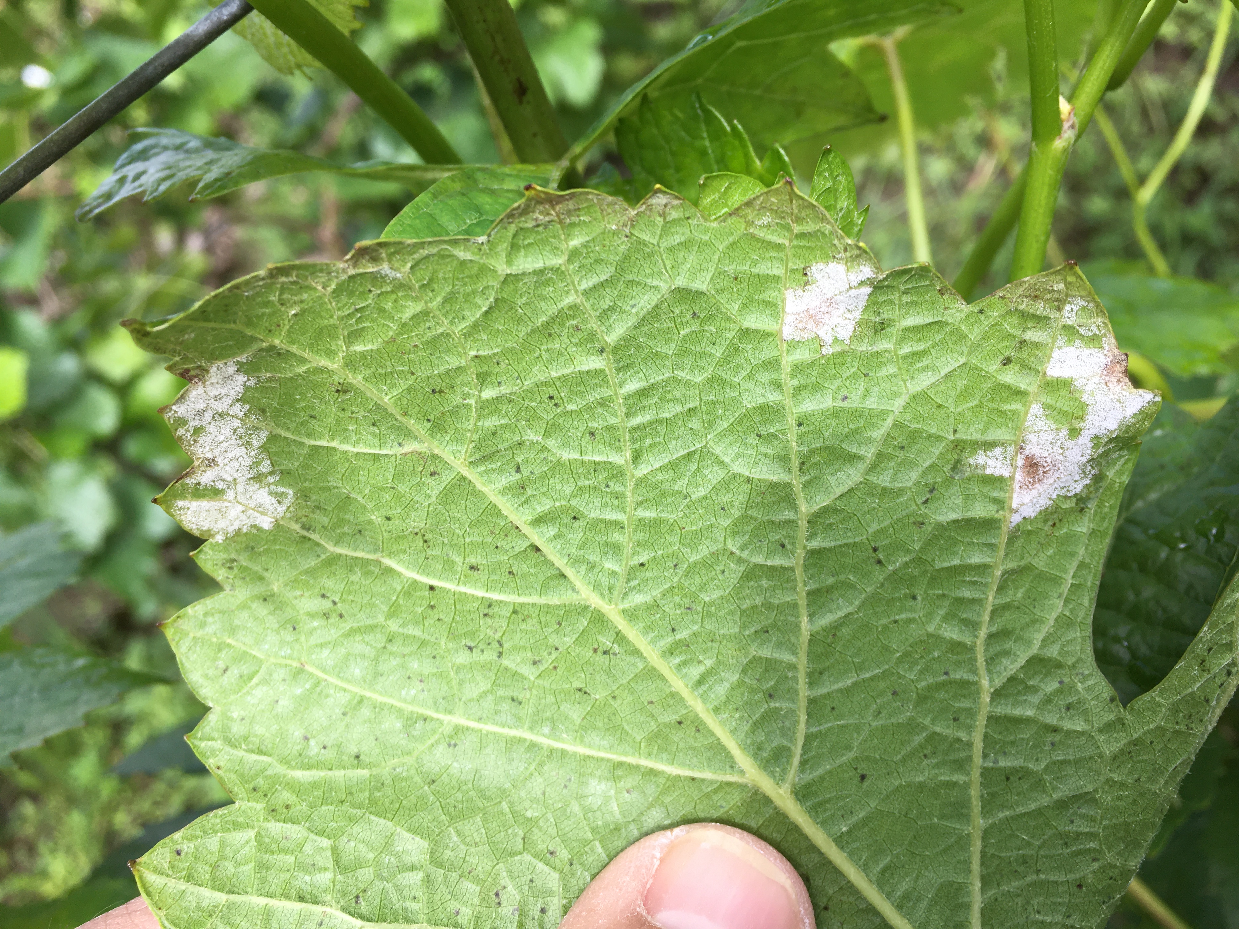 Falscher Mehltau in 2021 - Pilzrasen auf der Blattunterseite