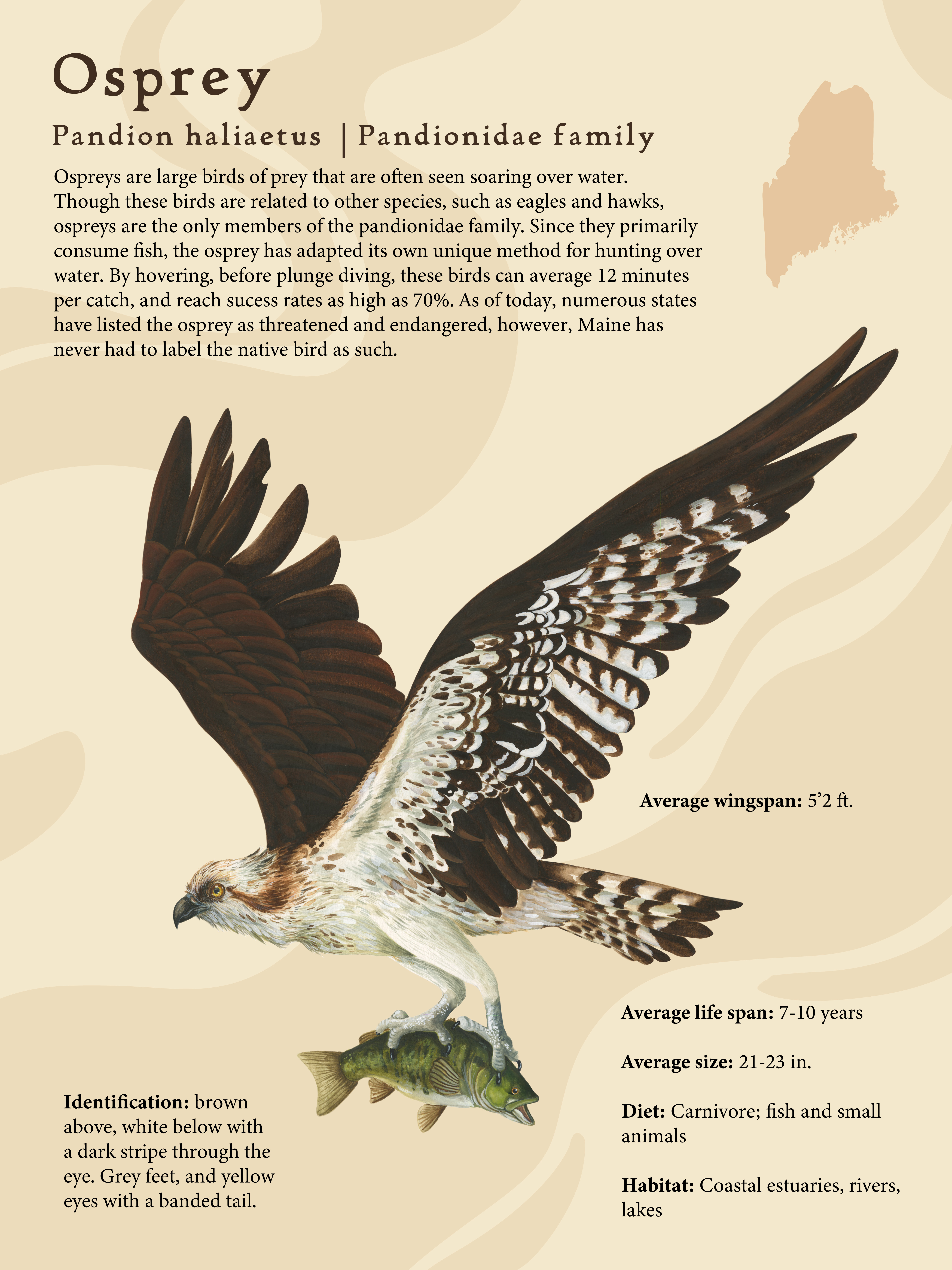 Ospreywatercolor and paper, 18x24 inches, 2023