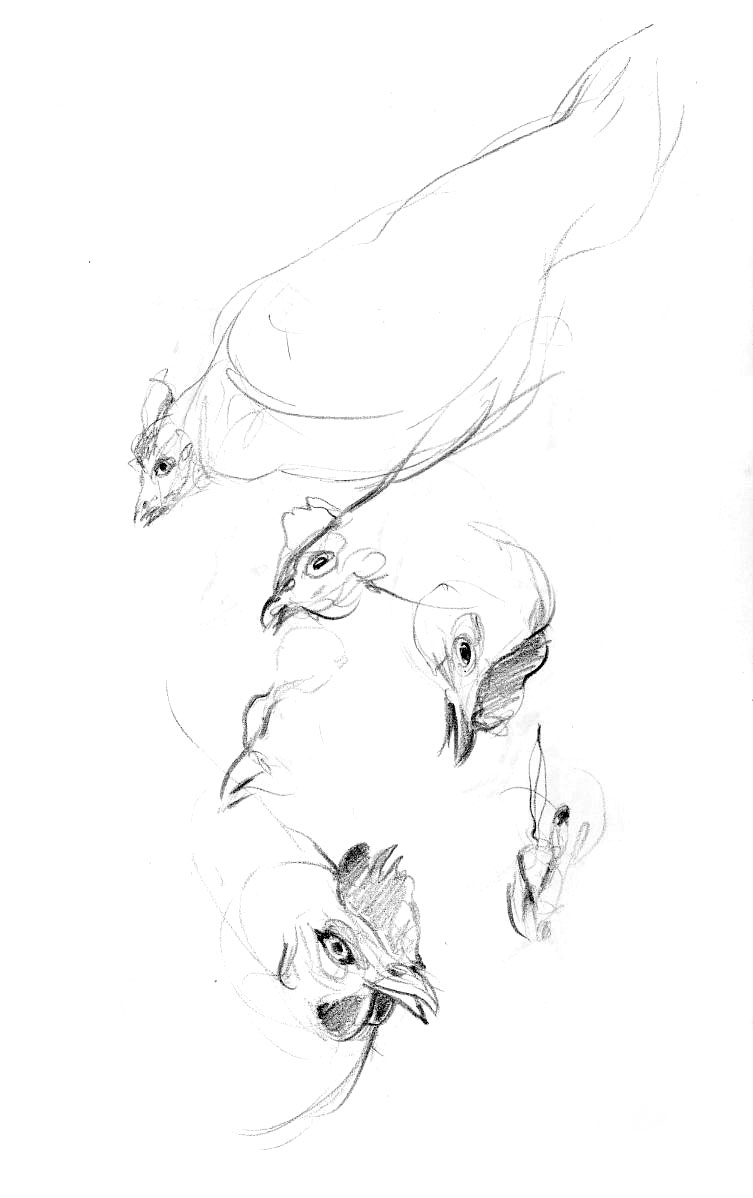 Animals from the farm