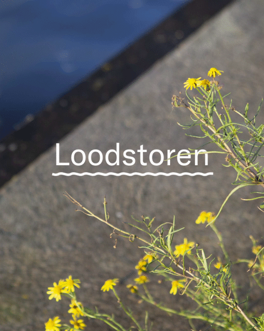 Campagne ∙ Logo ∙ Branding