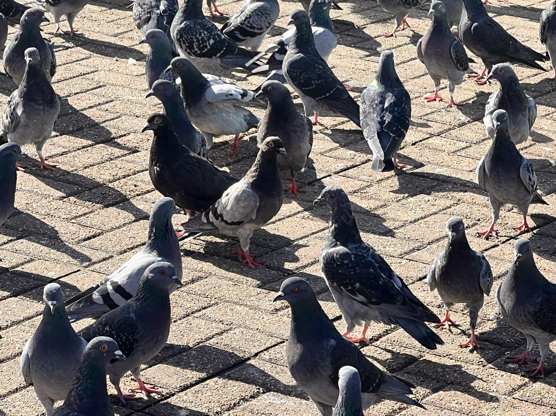 PLAYGROUND EDEN (2022)