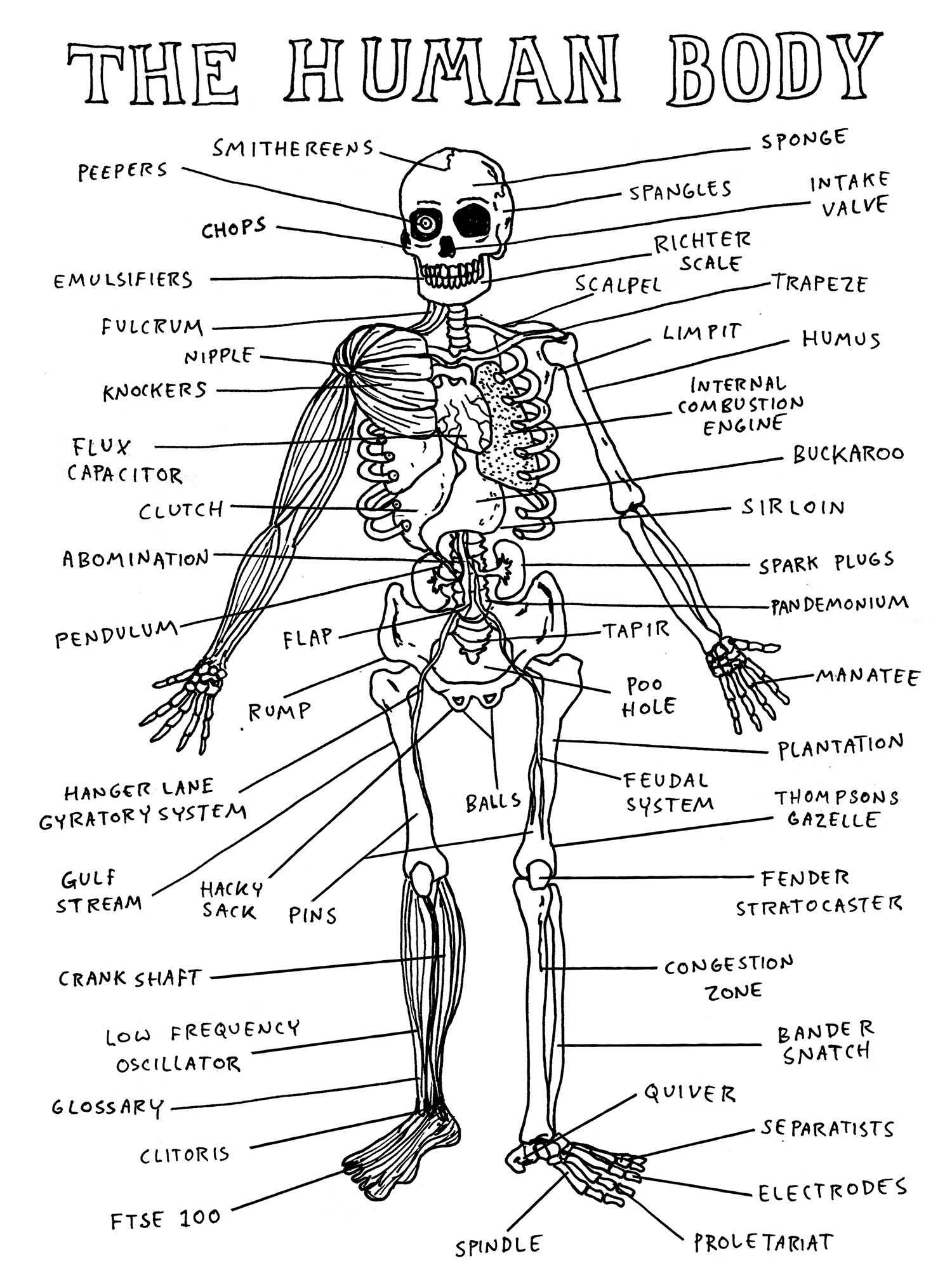 The Human Body
