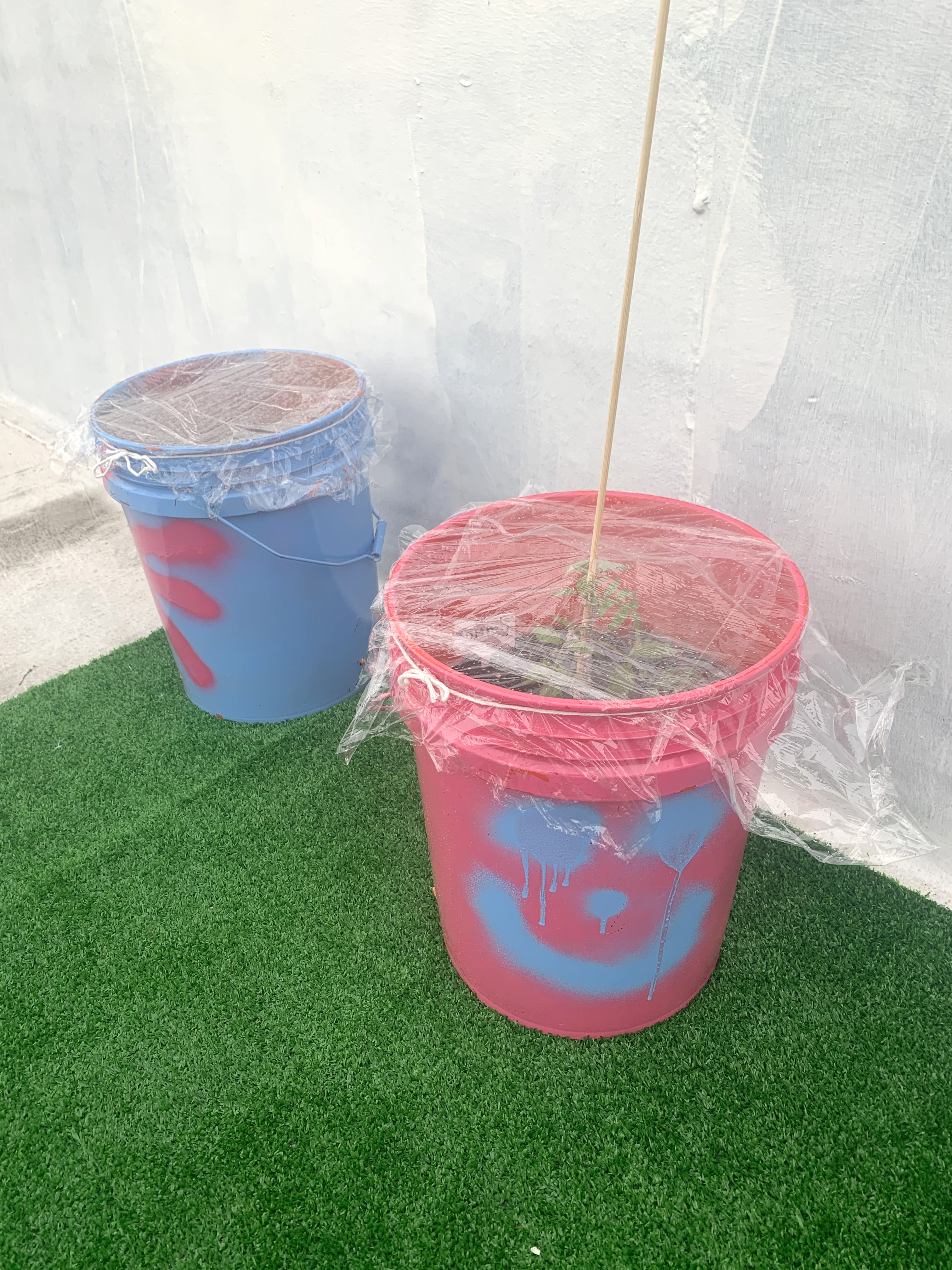 I covered the plants with plastic wrap on a  windy/cold night.