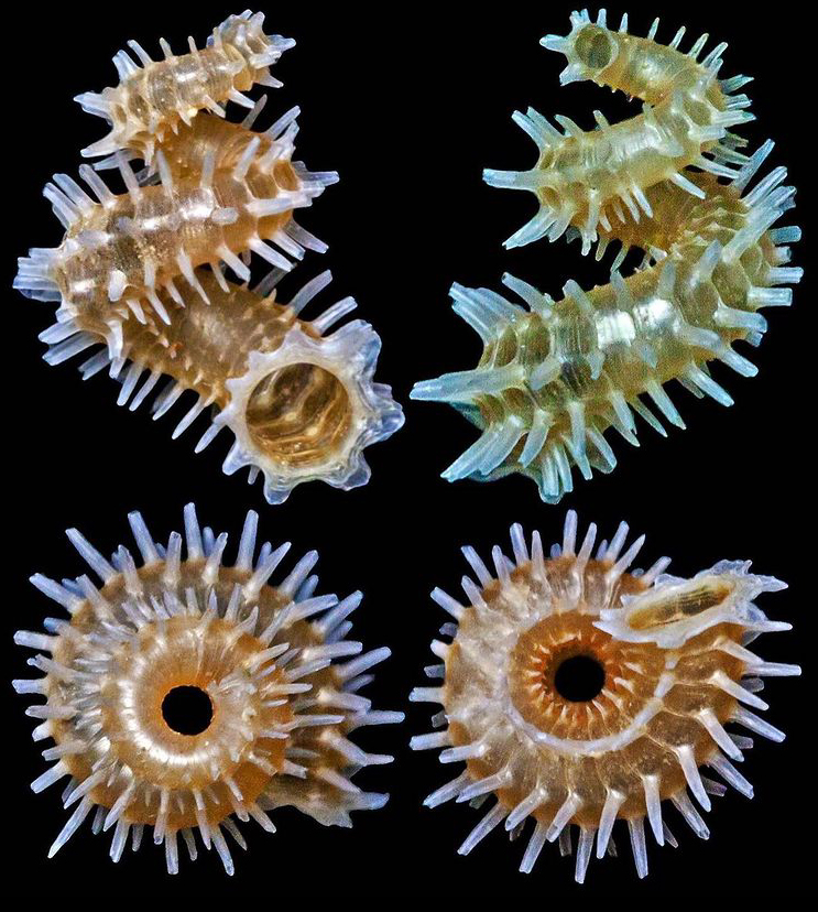 Blaesospira echinus infernalis