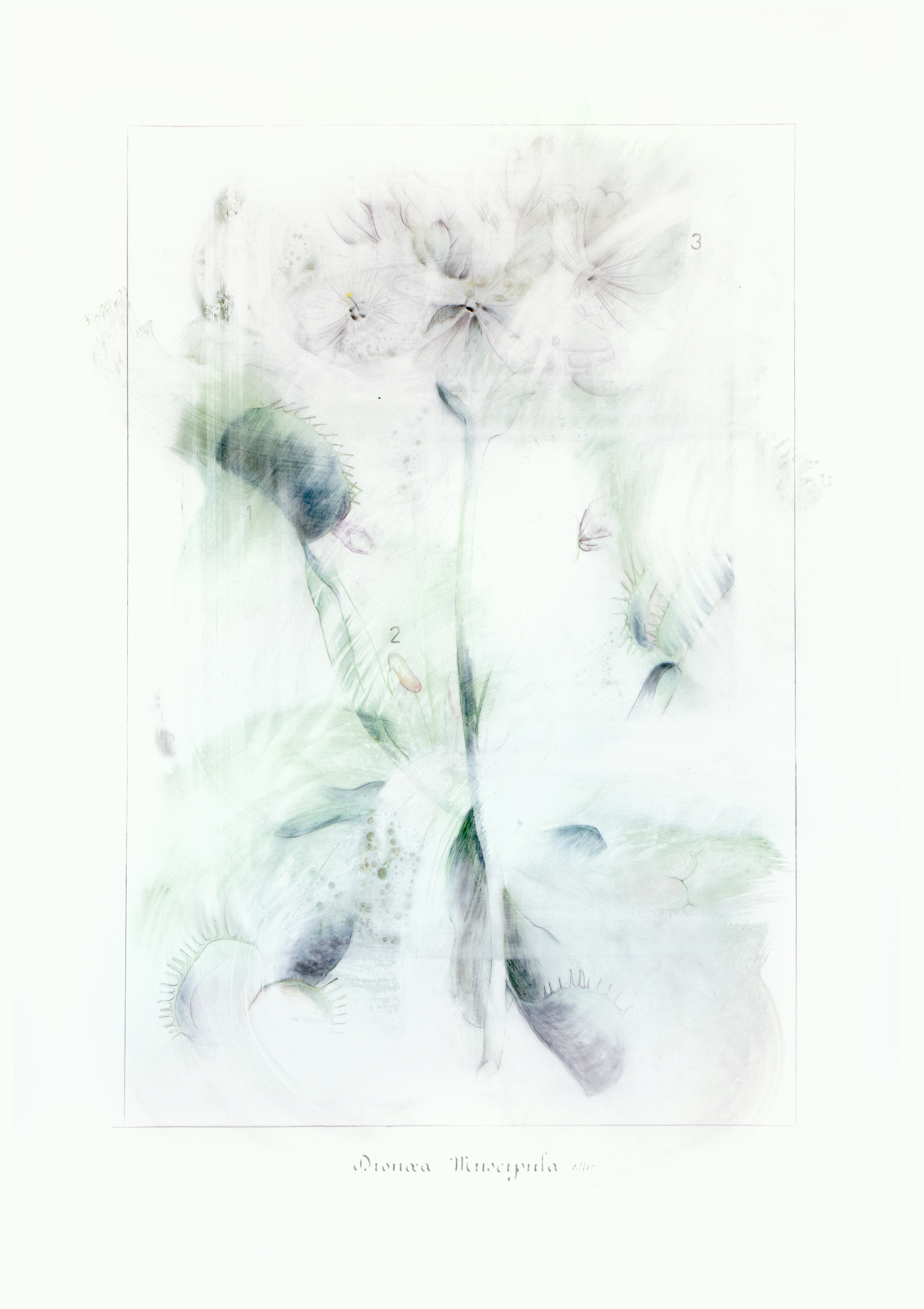 Dionaea muscipula | Pastel, Watercolor, Graphite | 30" x 22