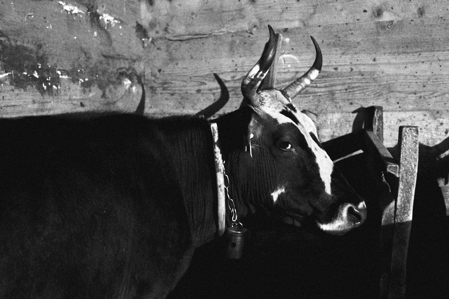 Cow in the family barn. May 2018