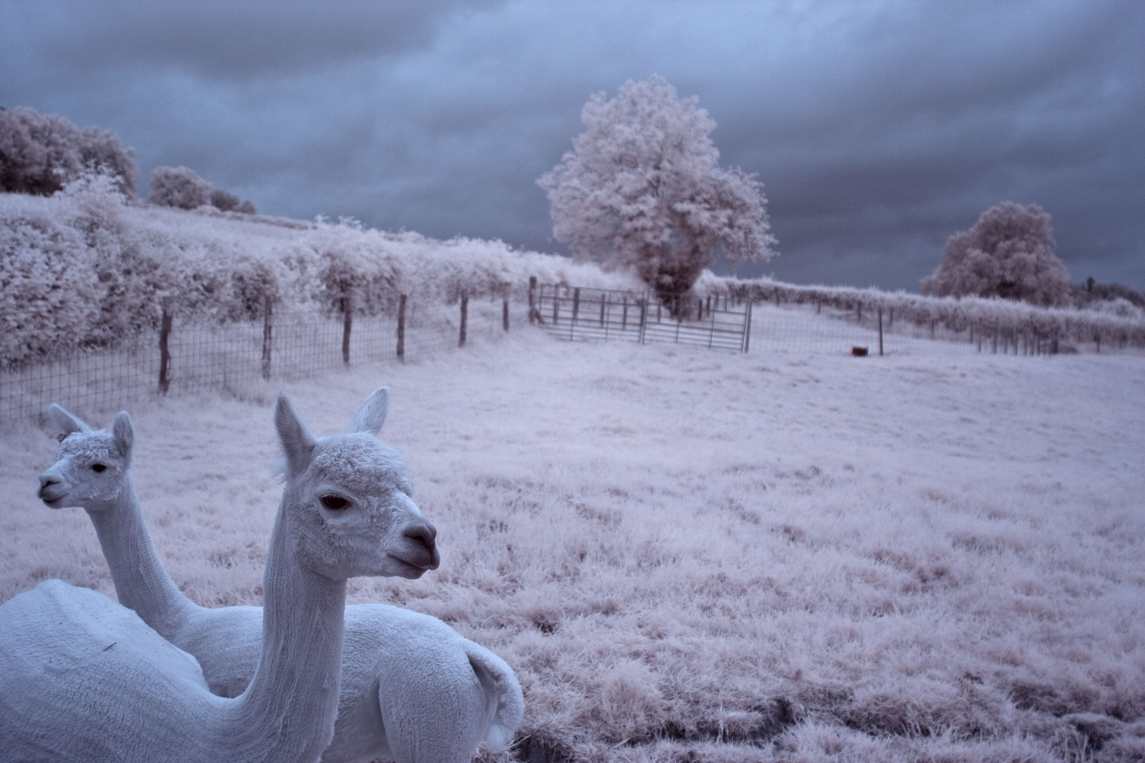 Infrared alpacas