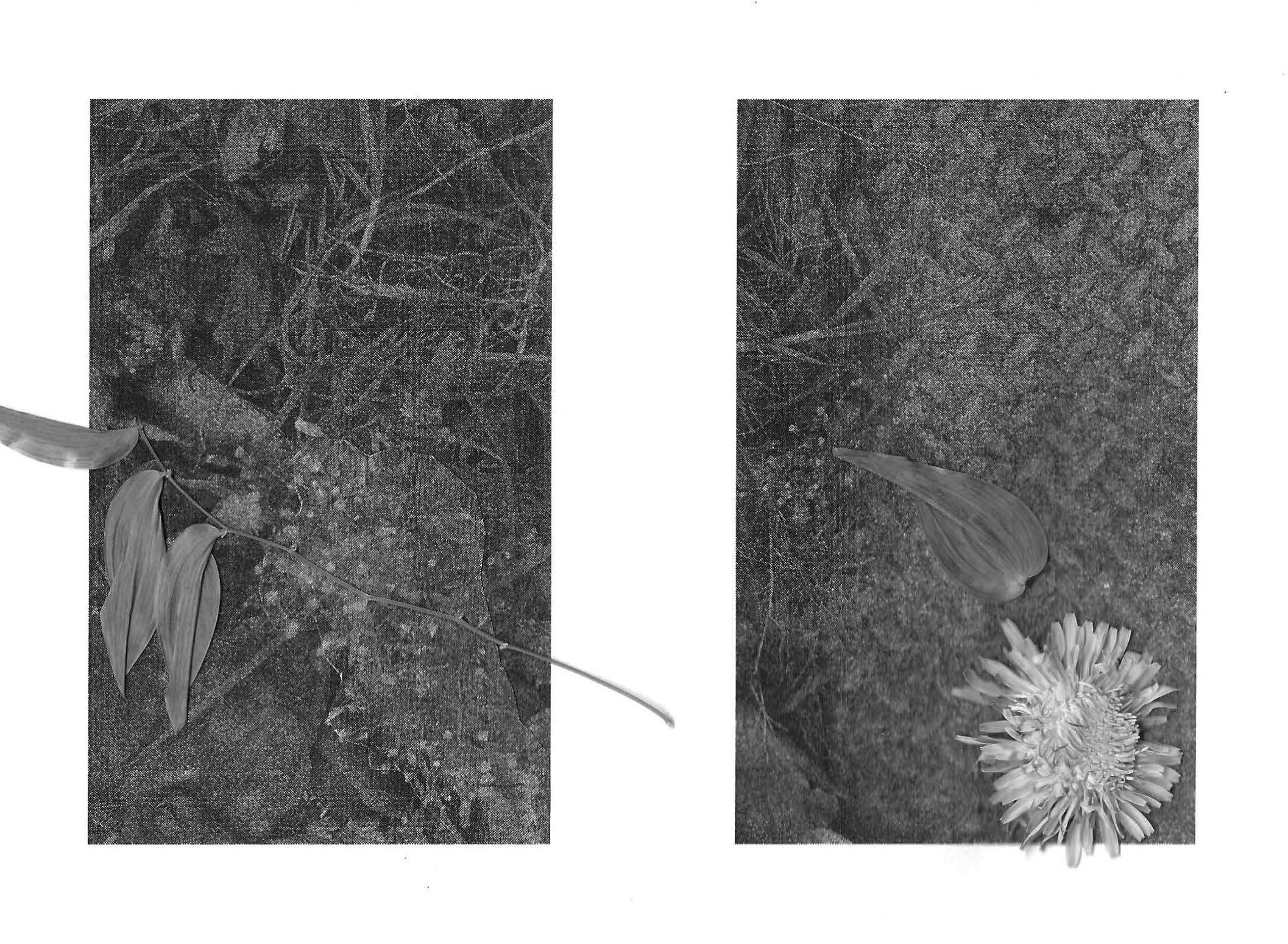 RUDERAL SPECIES — Makena Janssen