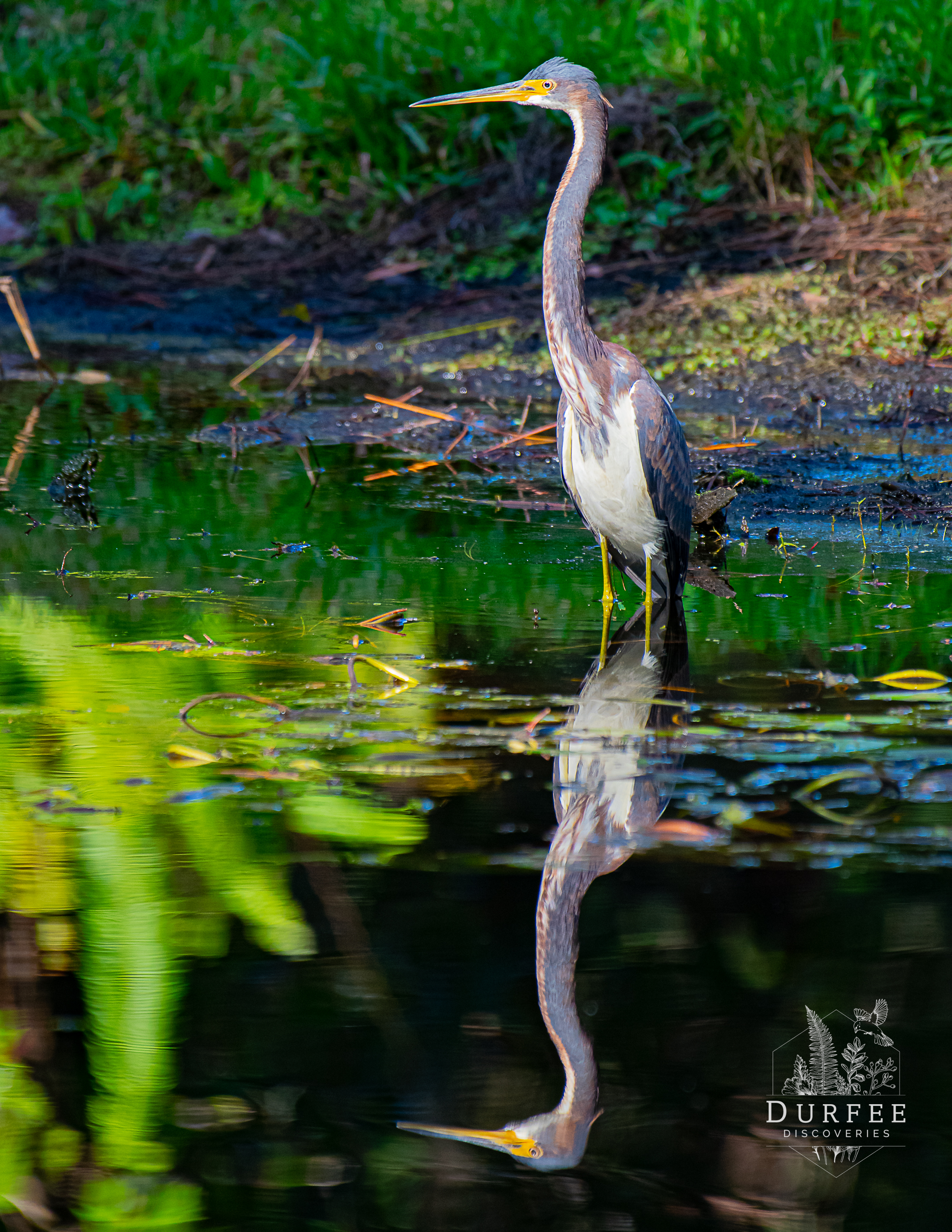 Tri Colored Heron - Palm Harbor, FL