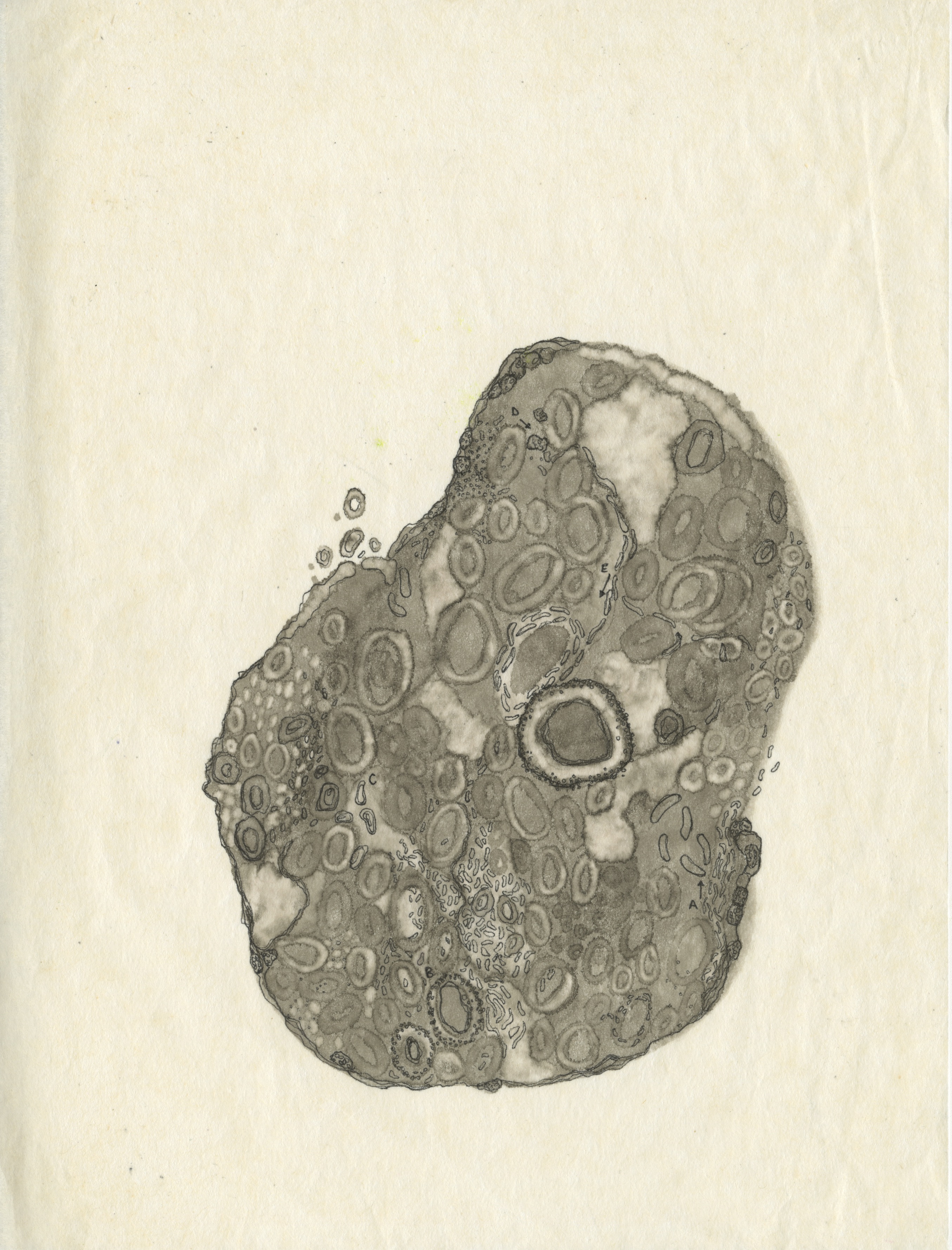 "Untitled Study I", 8"x10", alcohol ink on silkspan tissue paper. 2019