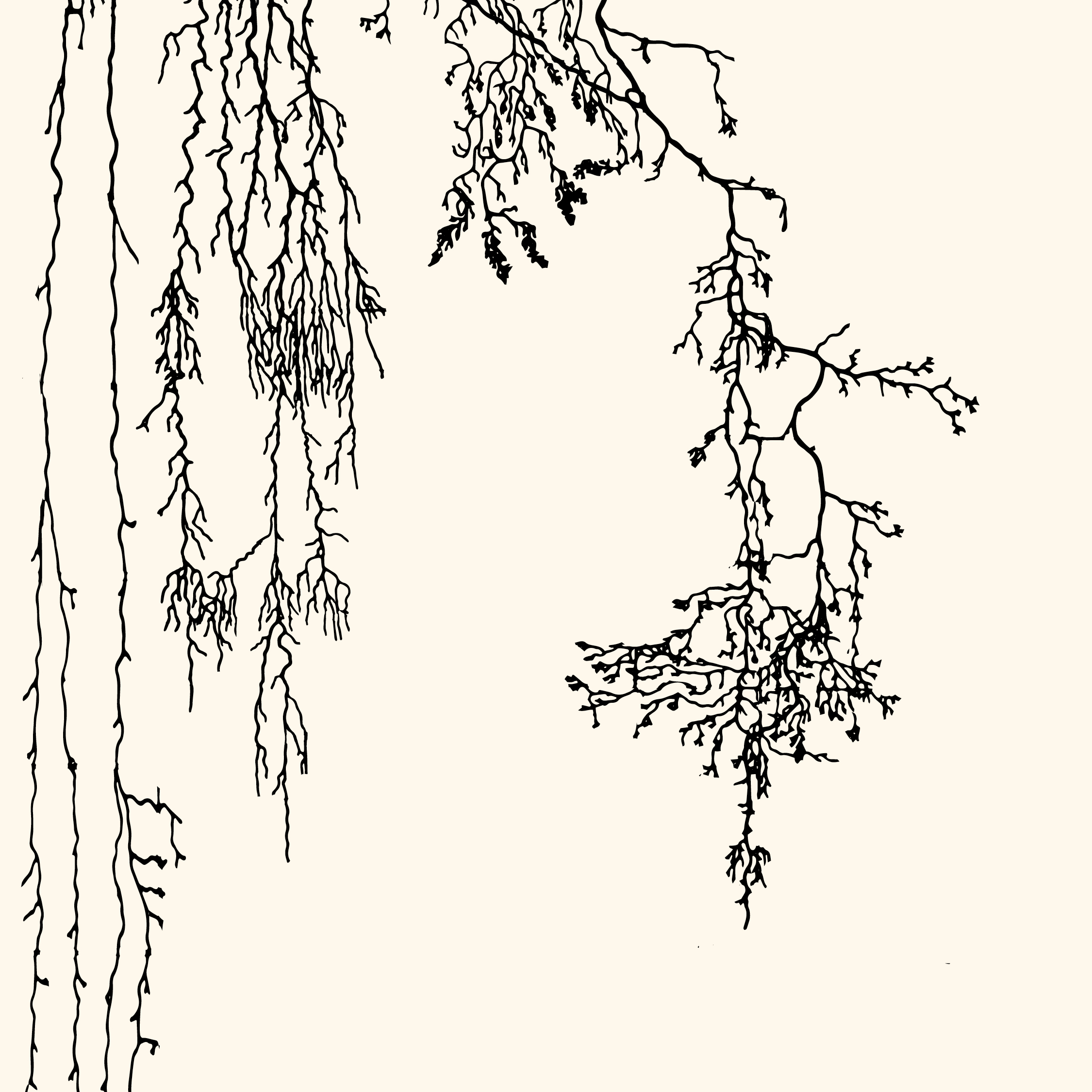 Illustratie ∙Wetenschappelijke animatie