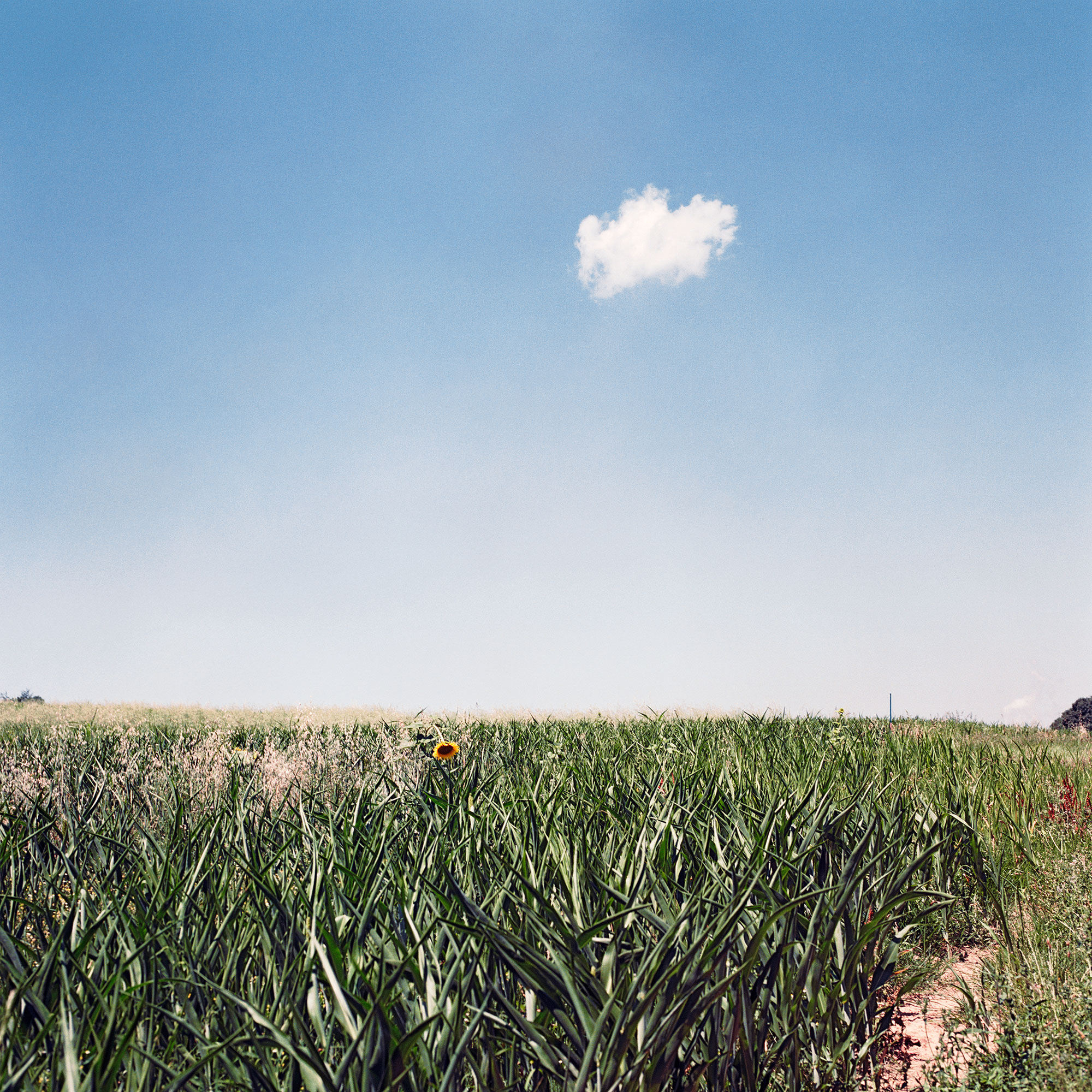 Cloud & Sunflower, Auvillar, France, 2009