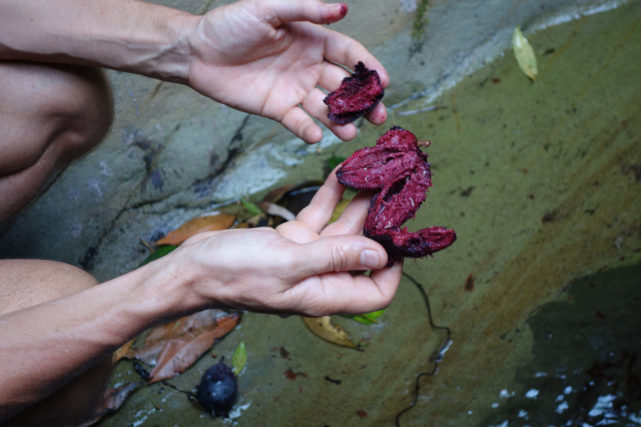Mysterious Plums, Upper Reaches of Byarong Creek