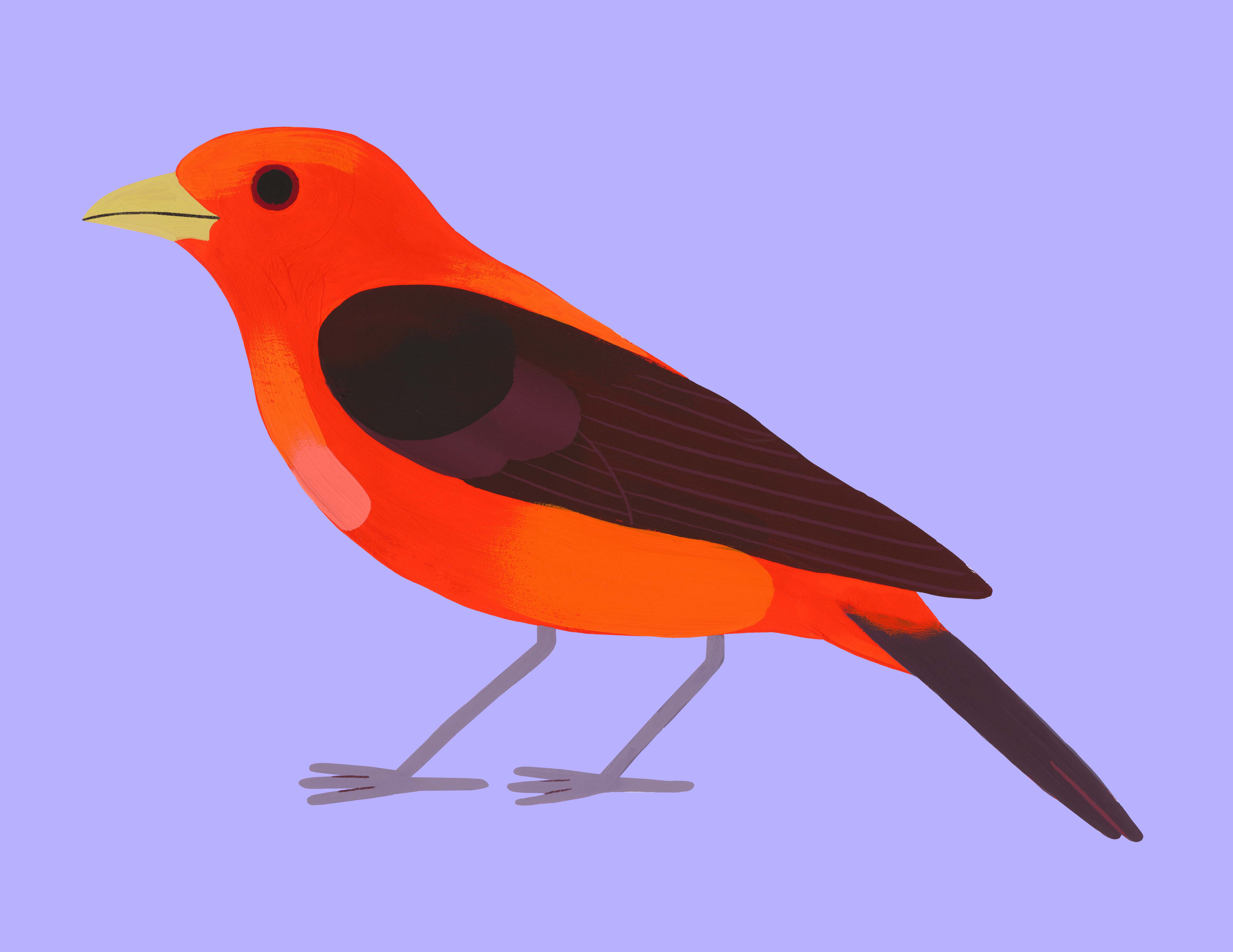 Piranga &eacute;carlate