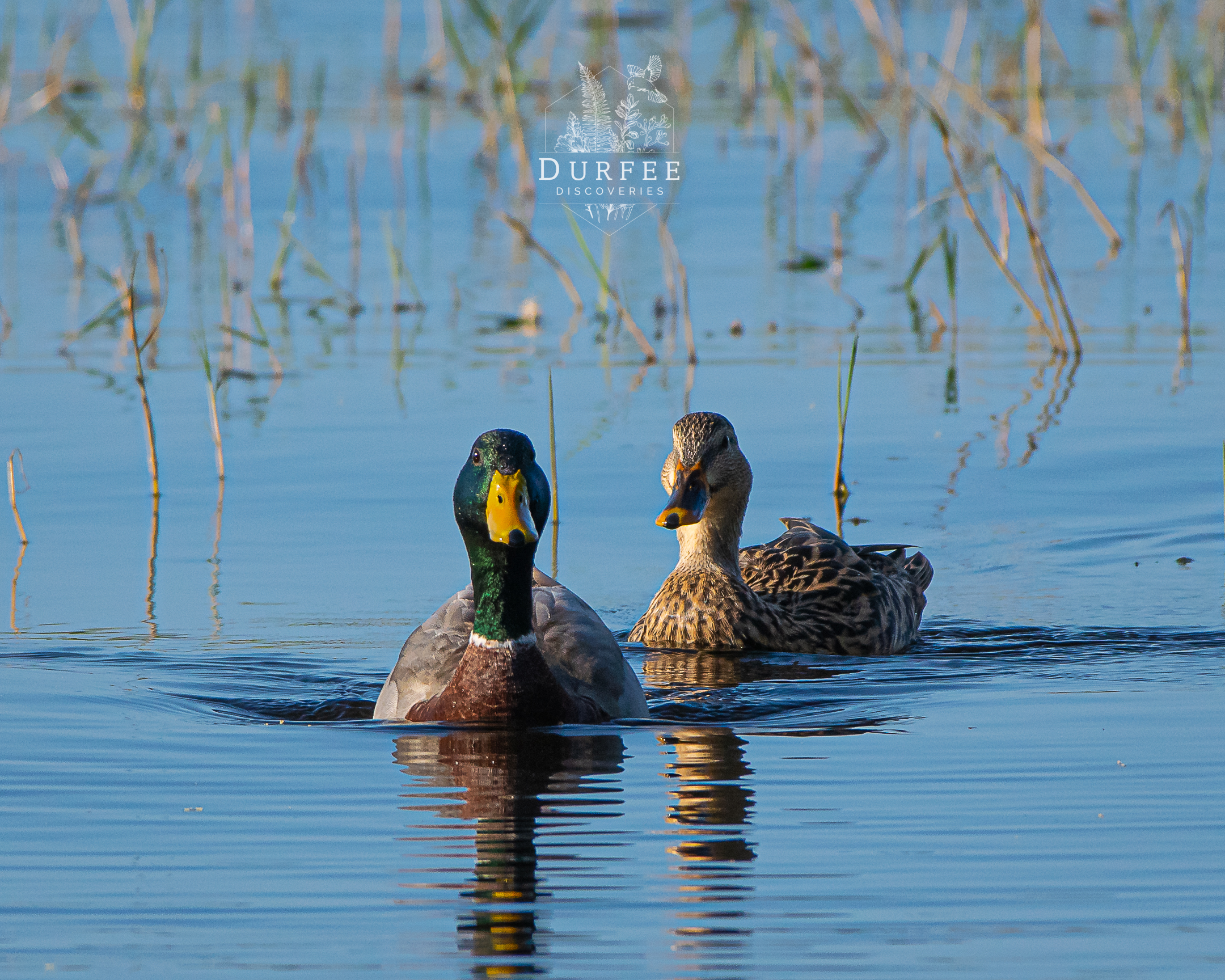 Mallards - Palm Harbor, FL