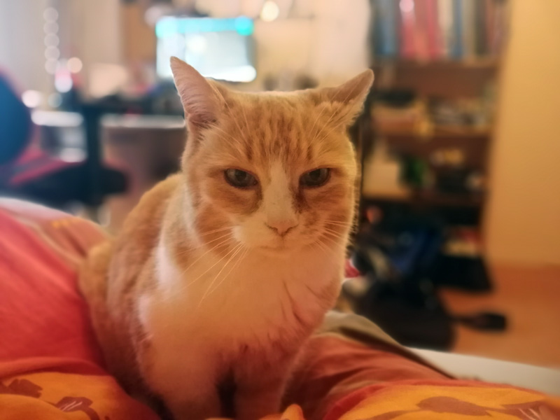 Das ist Cindy. Hauptberuflich ist sie Katze. Ihre beruflichen Tätigkeiten umfassen schlafen, fressen, kuscheln und genervt sein.