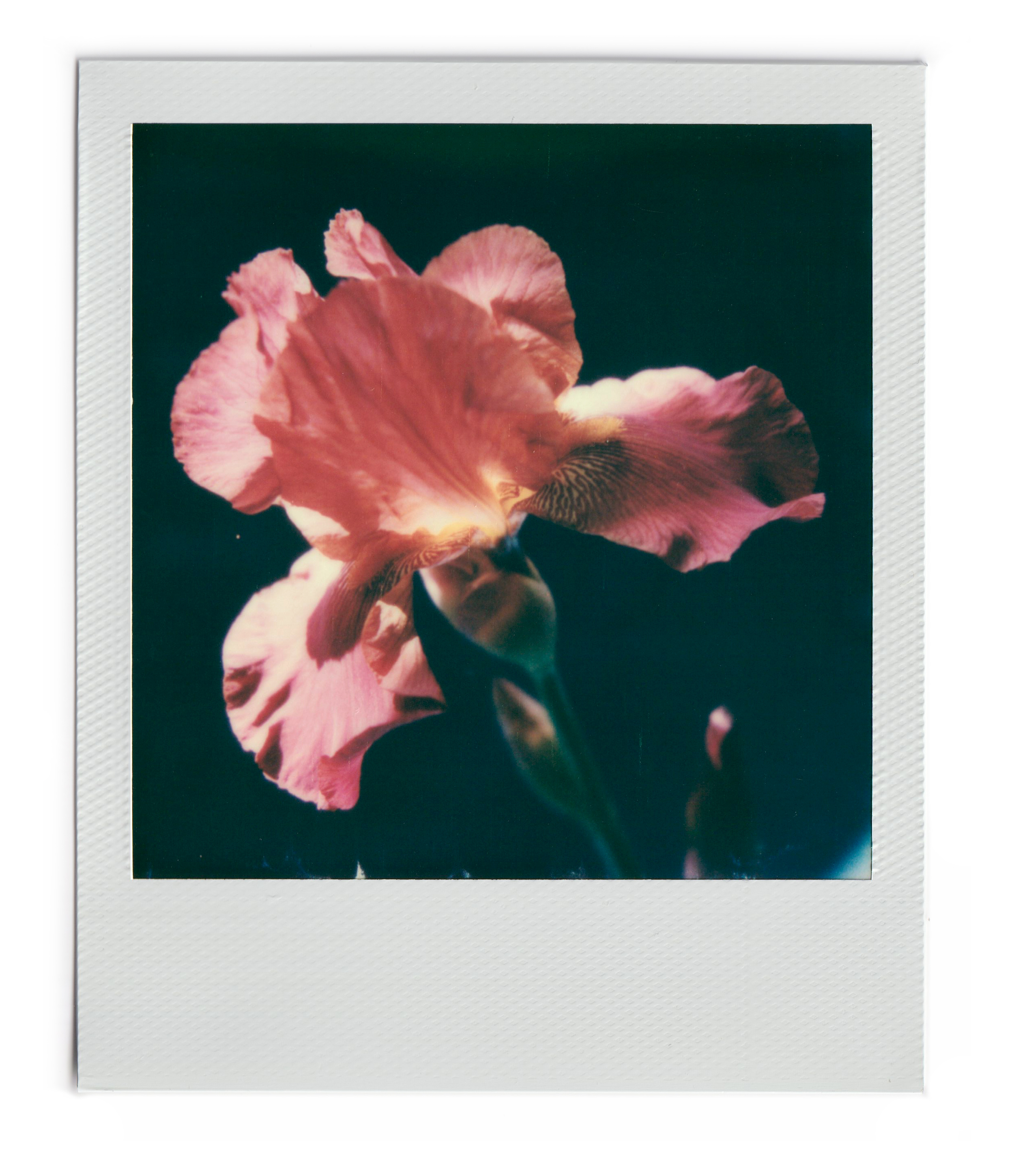 n.00134 (2022), Polaroid 600, 10.75x8.84cm