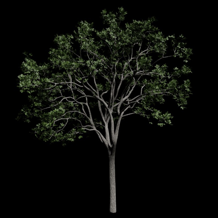 Digital reconstruction of the Elm tree.