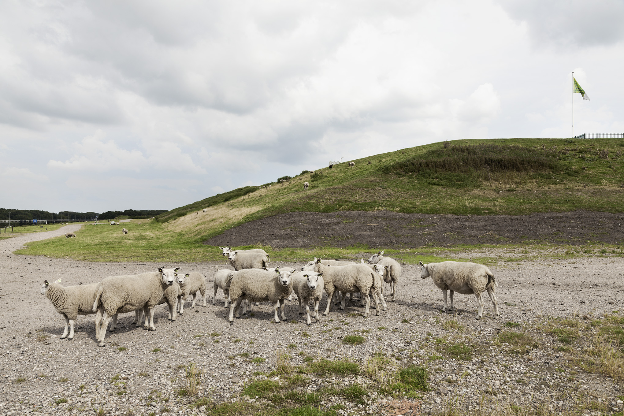 Wilp, Gelderland (Netherlands) Sheep are ideal in the maintenance of the completed landfill slopes. They keep vegetation in control and their small hoofs help compressing and thus stabilizing the landfill’s top layer.