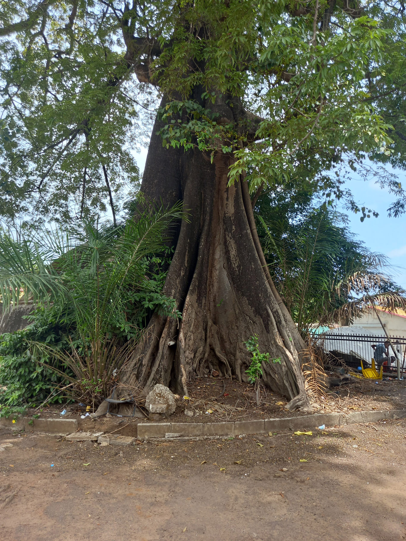 Giant tree on the outskirts of the Musée National Guinée, Conakry, 2021.