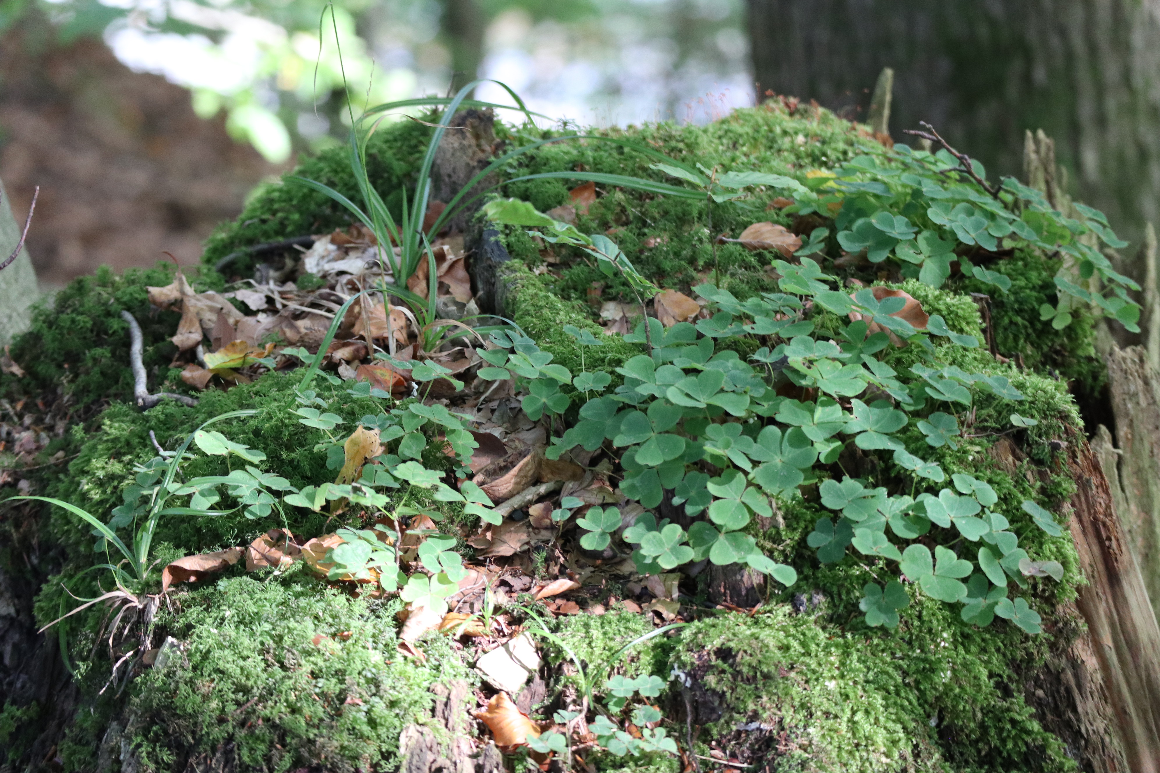 Das goldene Gl&uuml;ck teilen