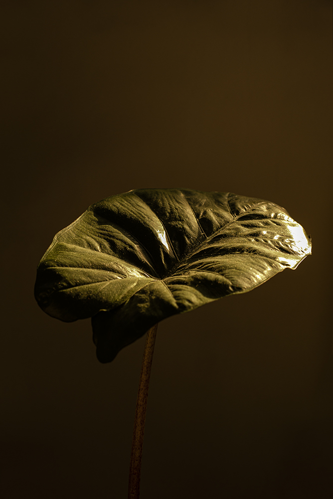 Untitled, Pigmented Inkjet Print (Canson Platine Fiber Rag, 310 gsm), 40 x 27 cm