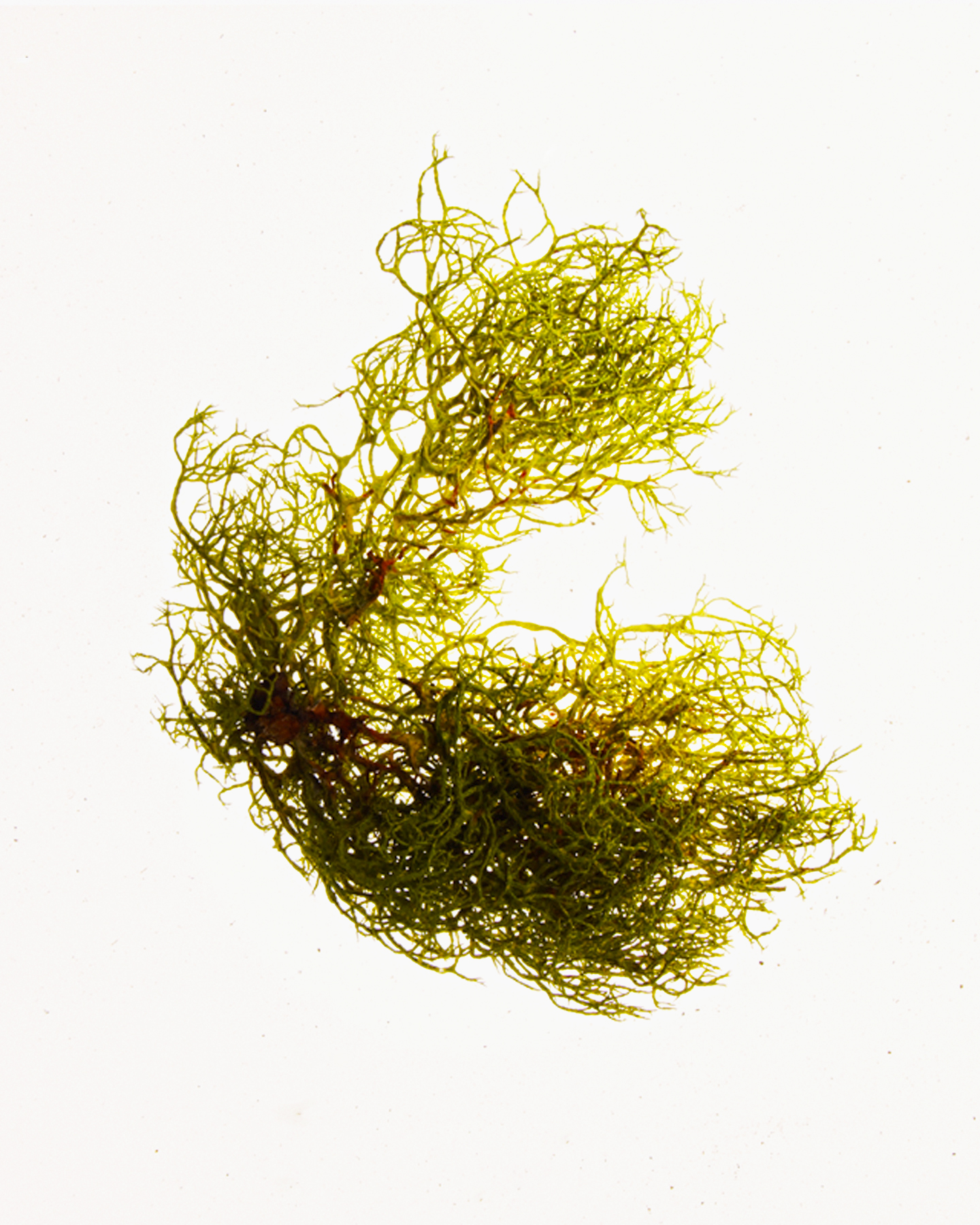 Yosemite Still Life, 2006