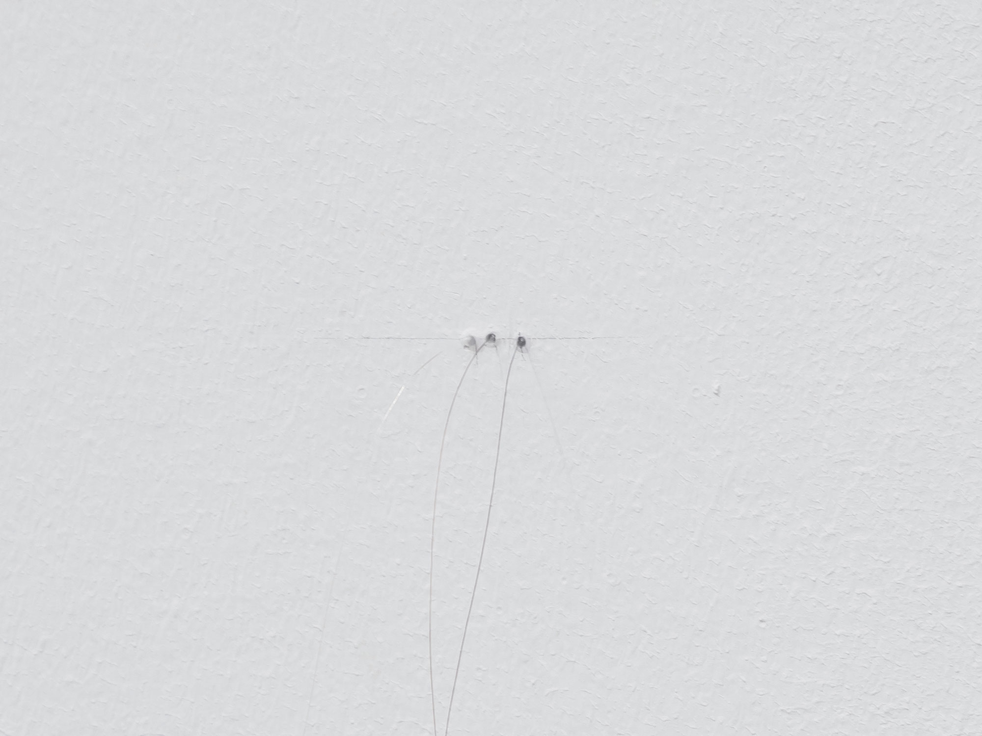 Genealogía #1, 2023 [detail]Human hair, pencil, and adhesive on wall.20 x 4 x 2 cm.