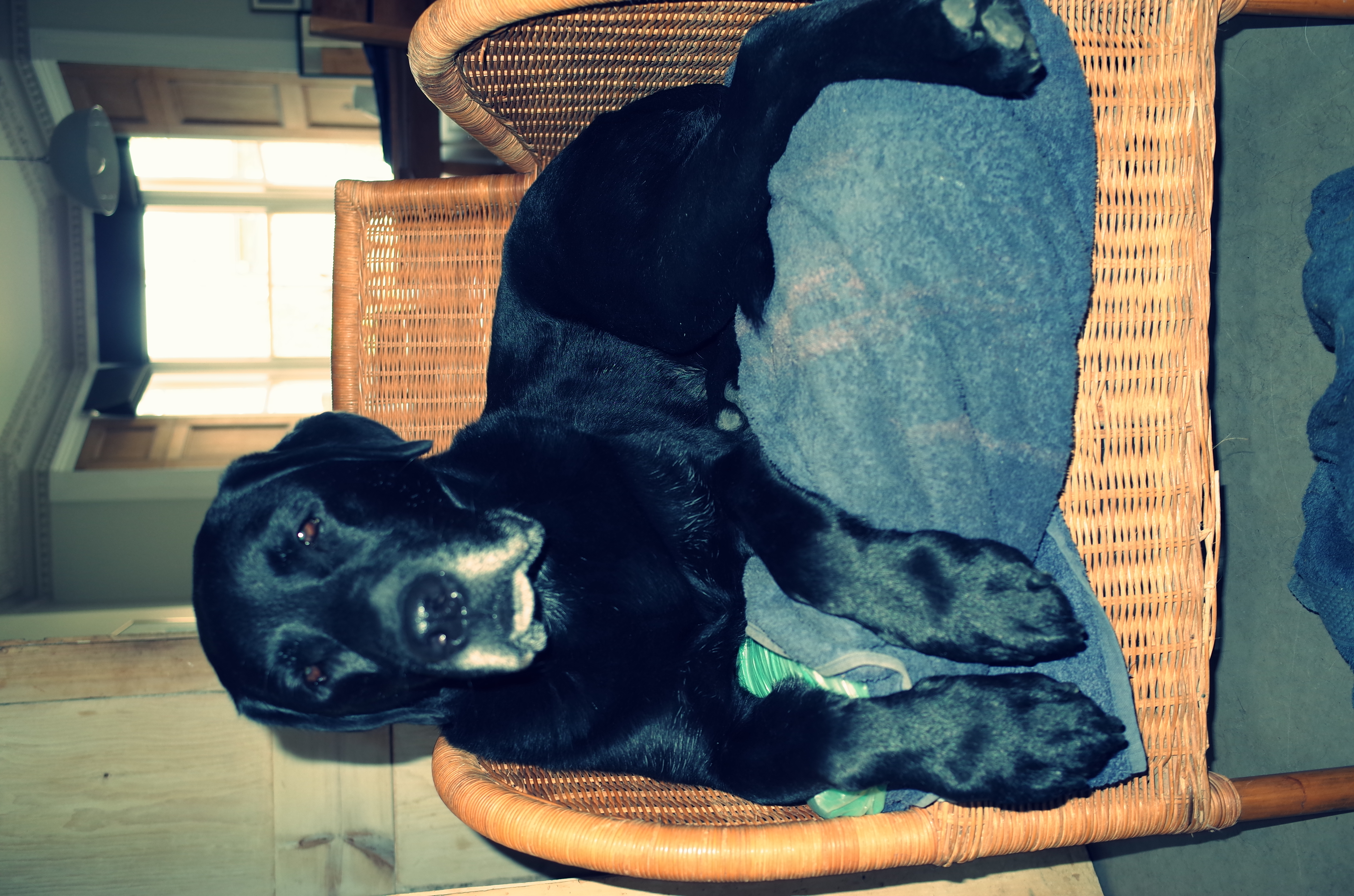 Oscar - Check out his stepdad's band CHERITON