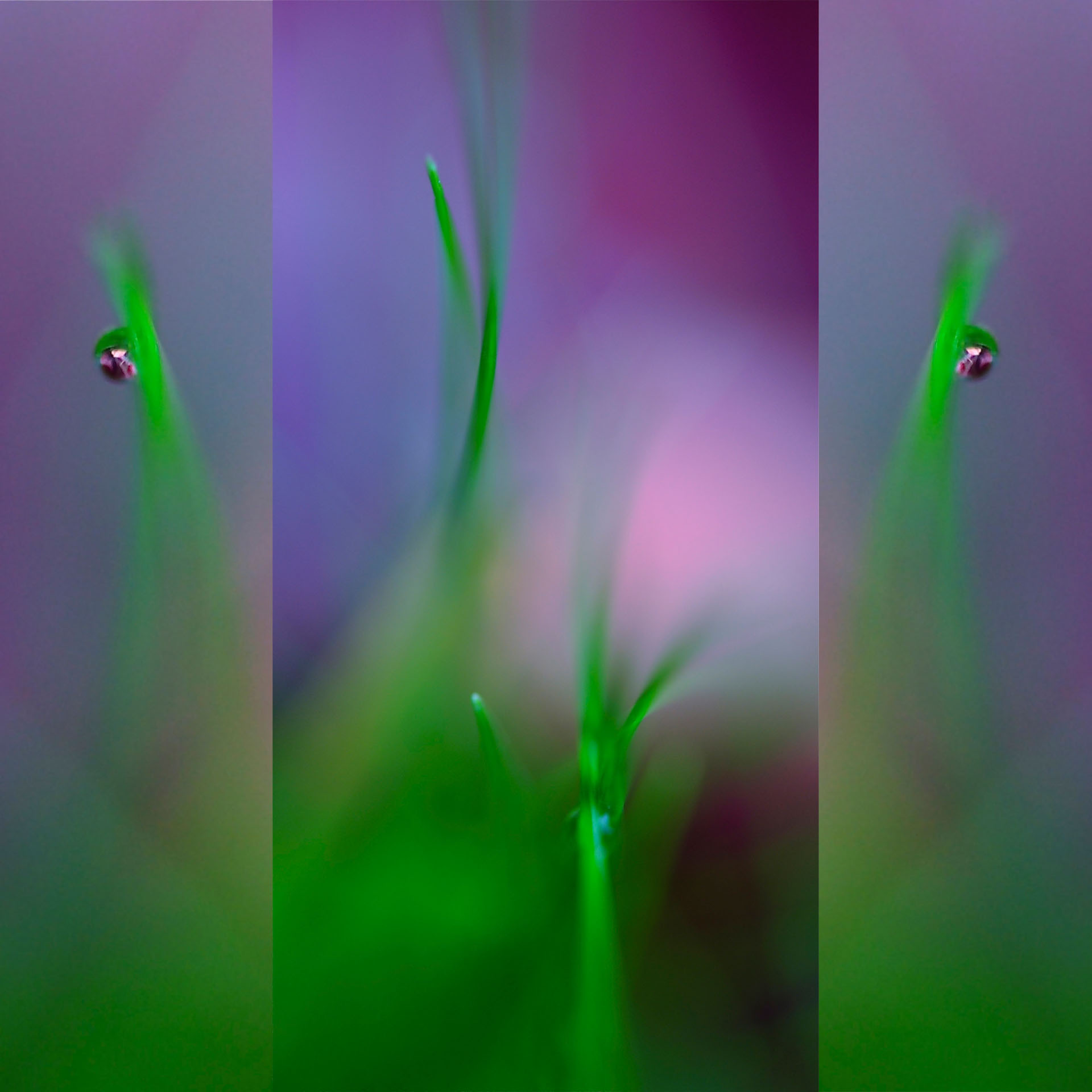 Fée des prés, 60cm x 60 cm, 1x verkauft, 1x an Lager