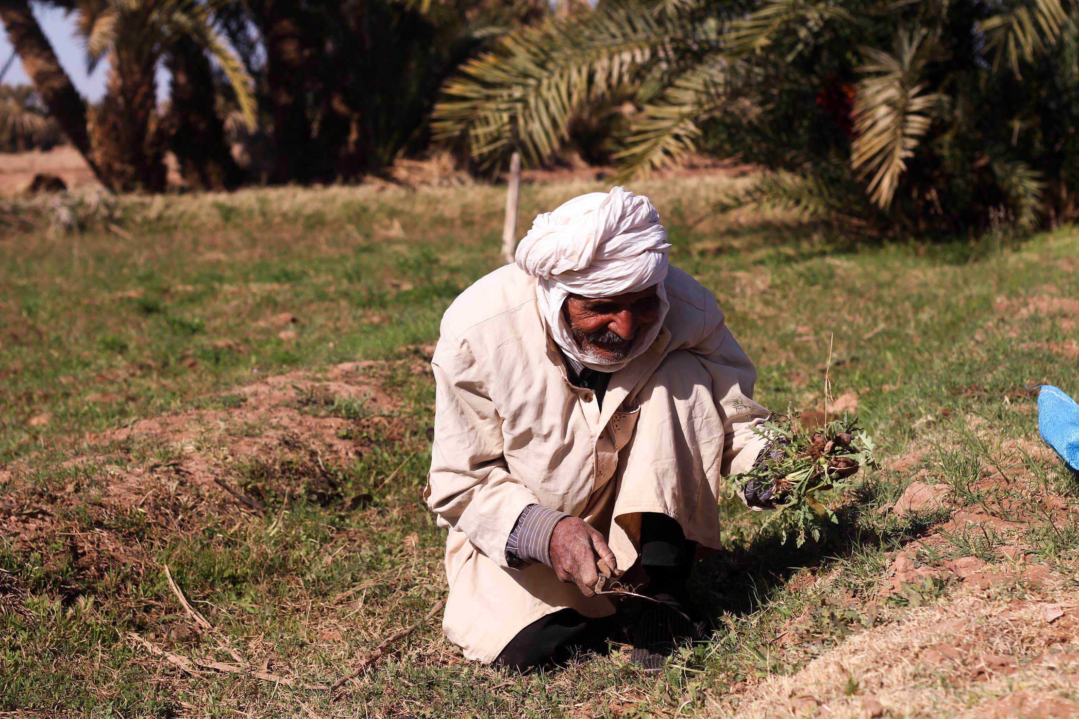 Mohamed picking grass for the animals in 2020